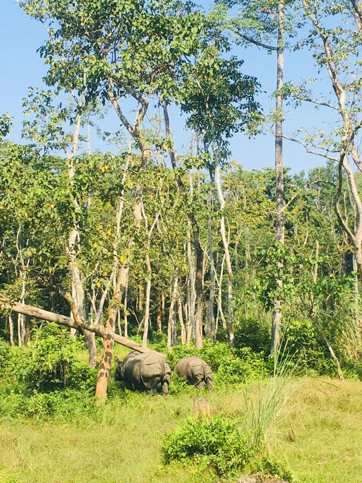 Activities in Hotel BhupuSainik Sauraha, Chitwan