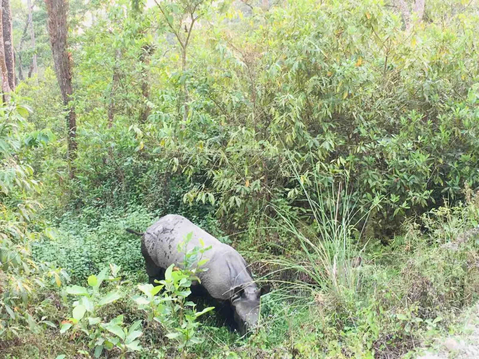 Activities in Hotel BhupuSainik Sauraha, Chitwan