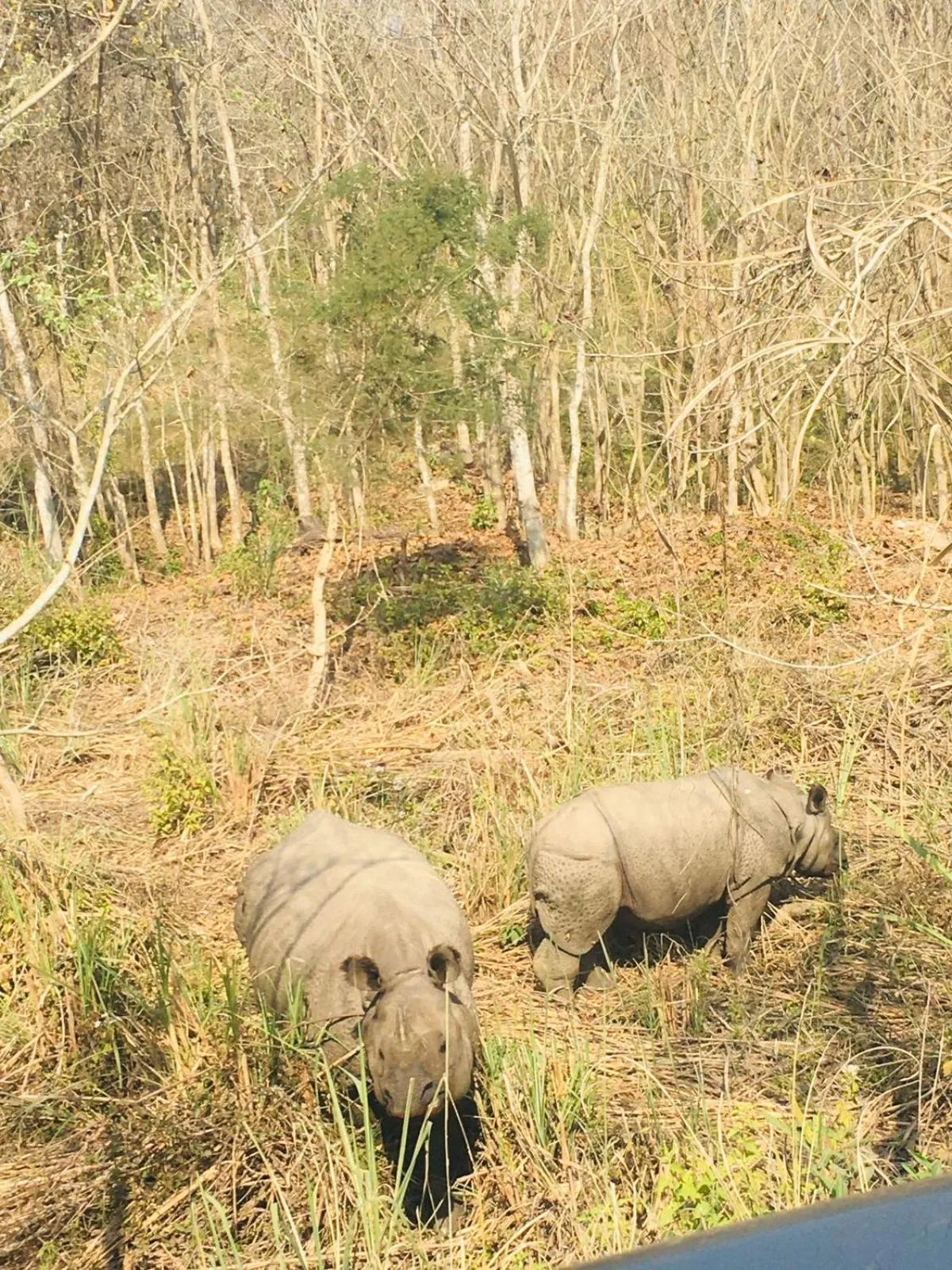 Animals in Hotel BhupuSainik Sauraha, Chitwan