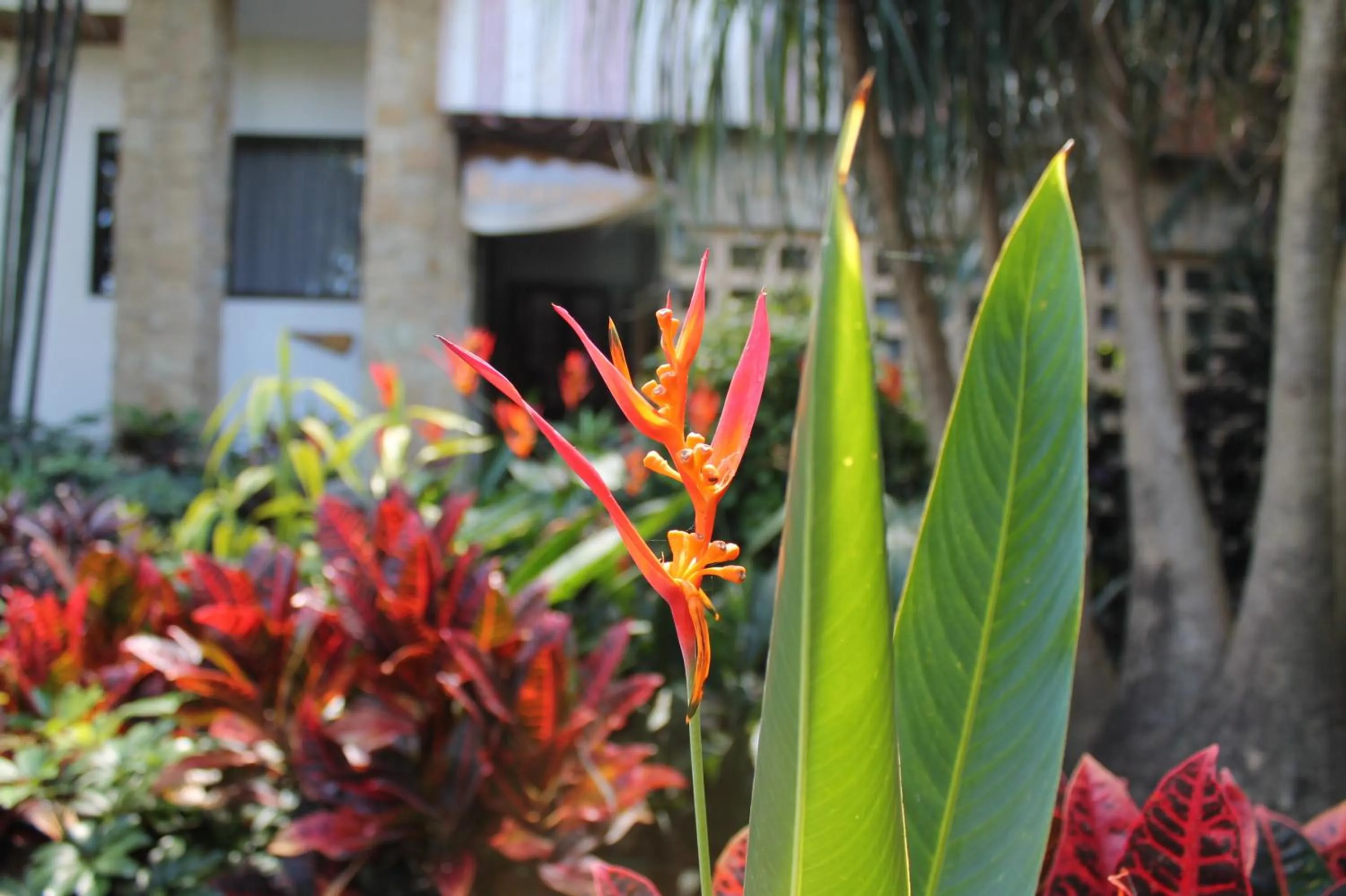 Facade/entrance in Costa Verde Inn