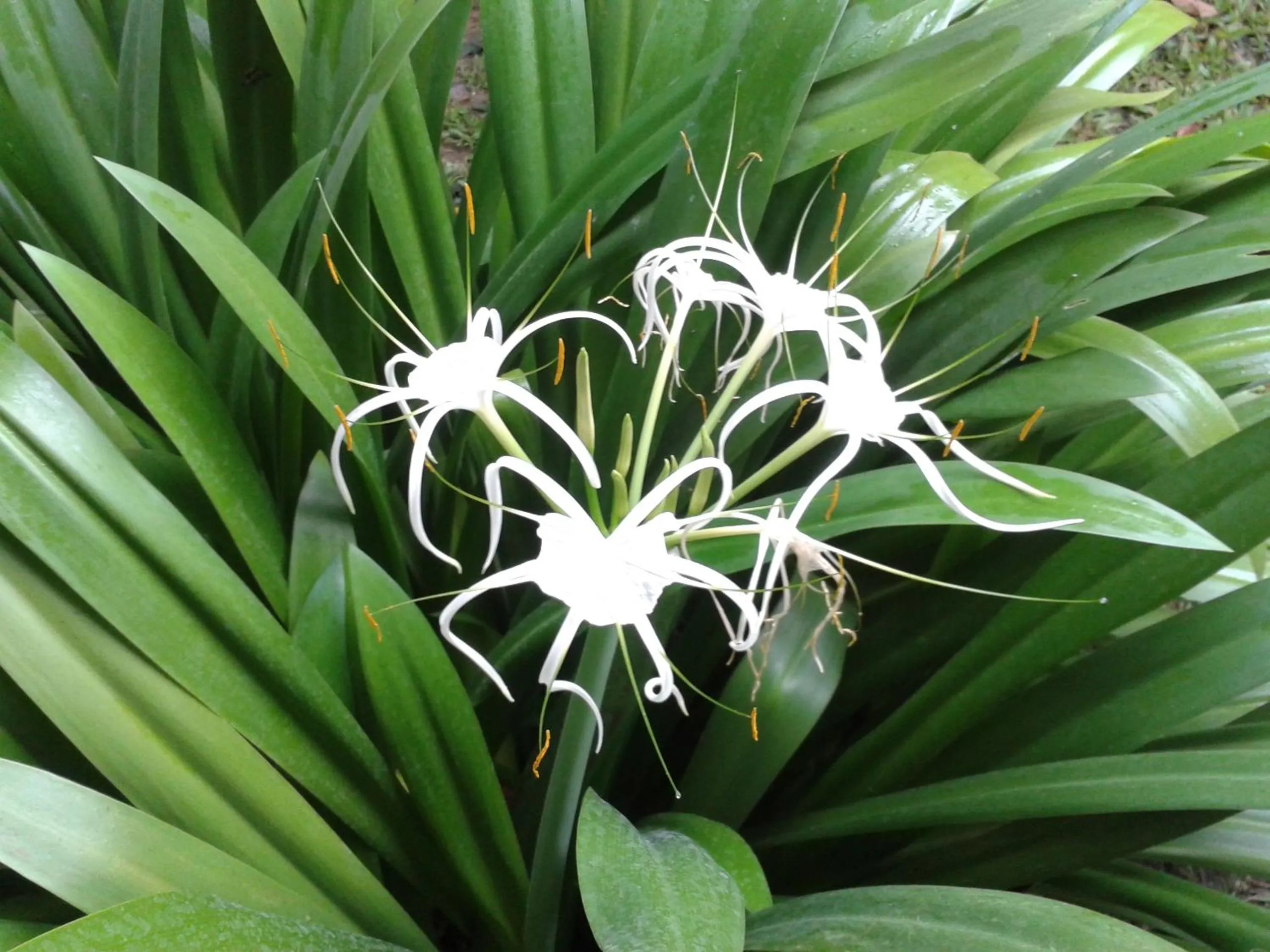 Garden in Huan Chiang Dao Resort