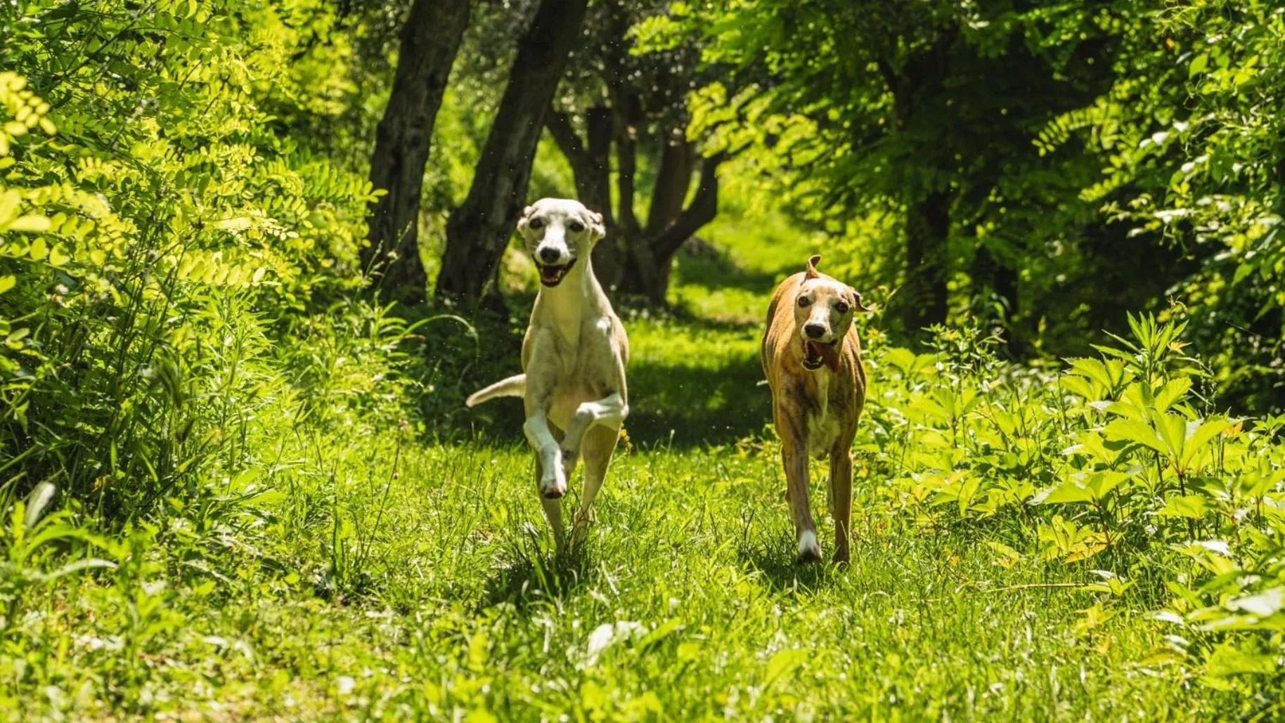 Animals in Privilegium Lazise