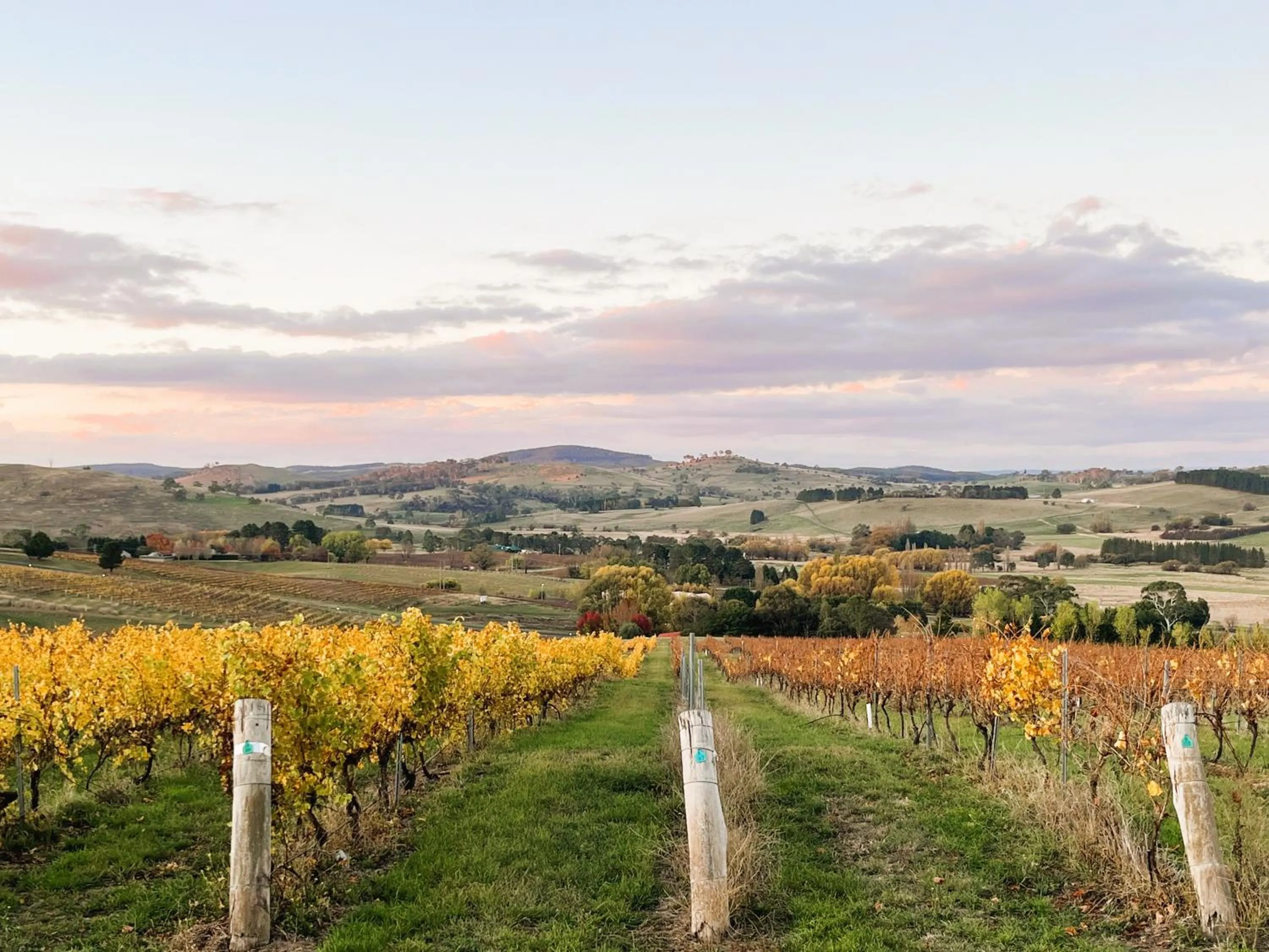 Natural landscape in Turners Vineyard Motel
