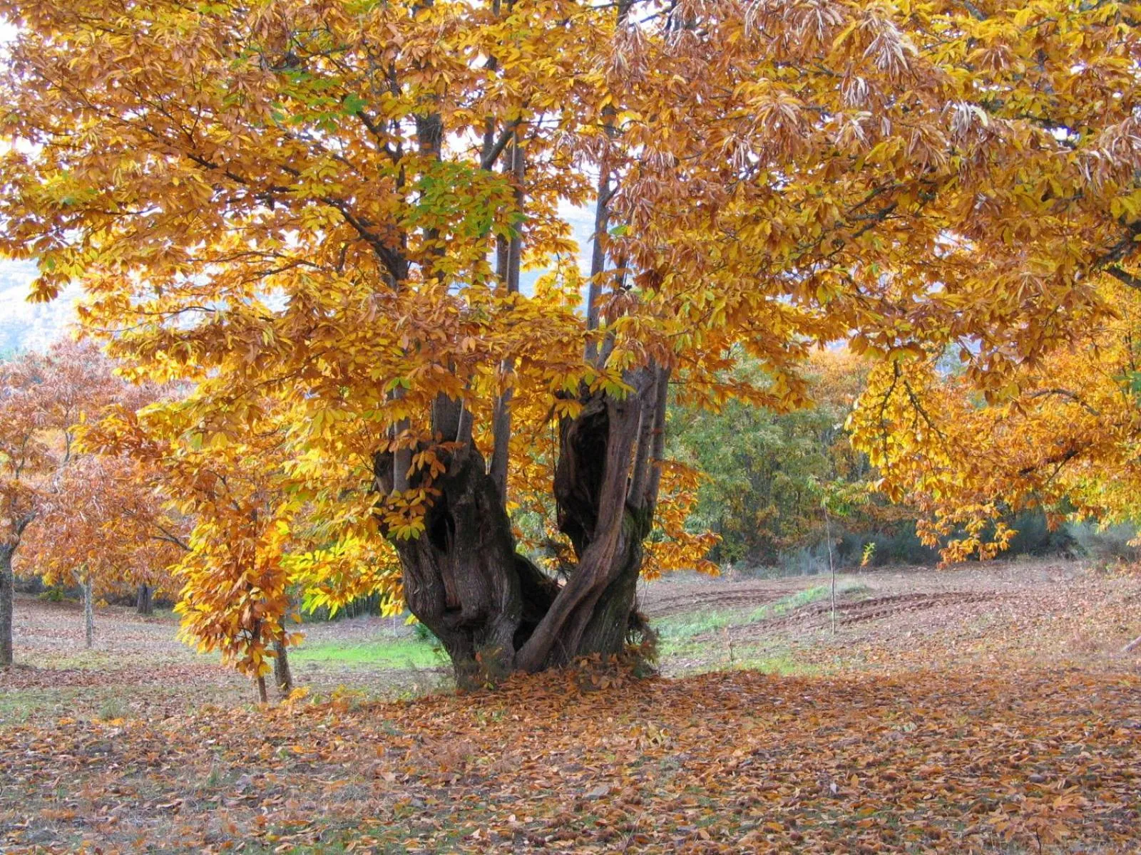 Natural landscape in Casa da Bica Gondesende
