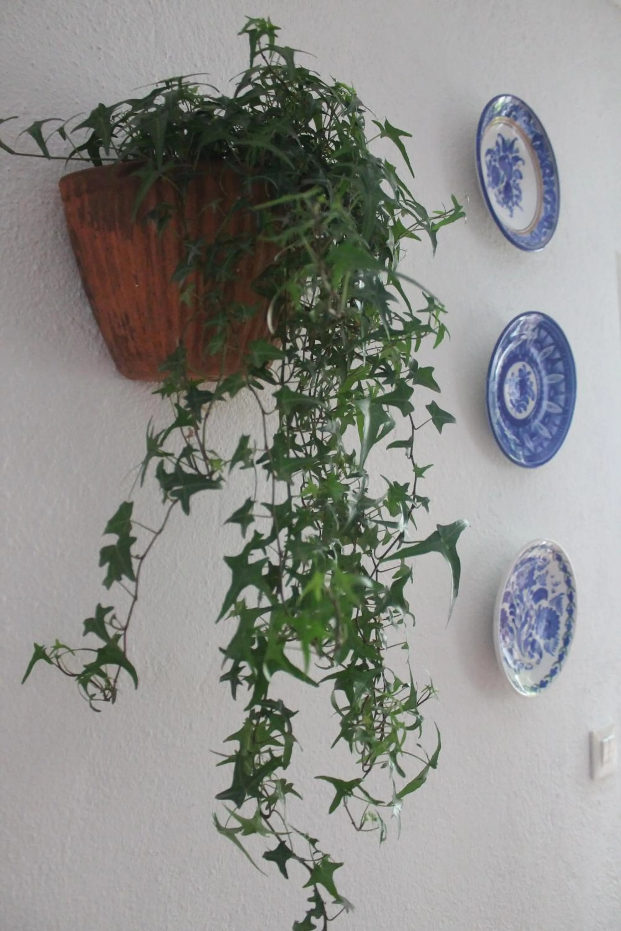 Decorative detail in Hedera