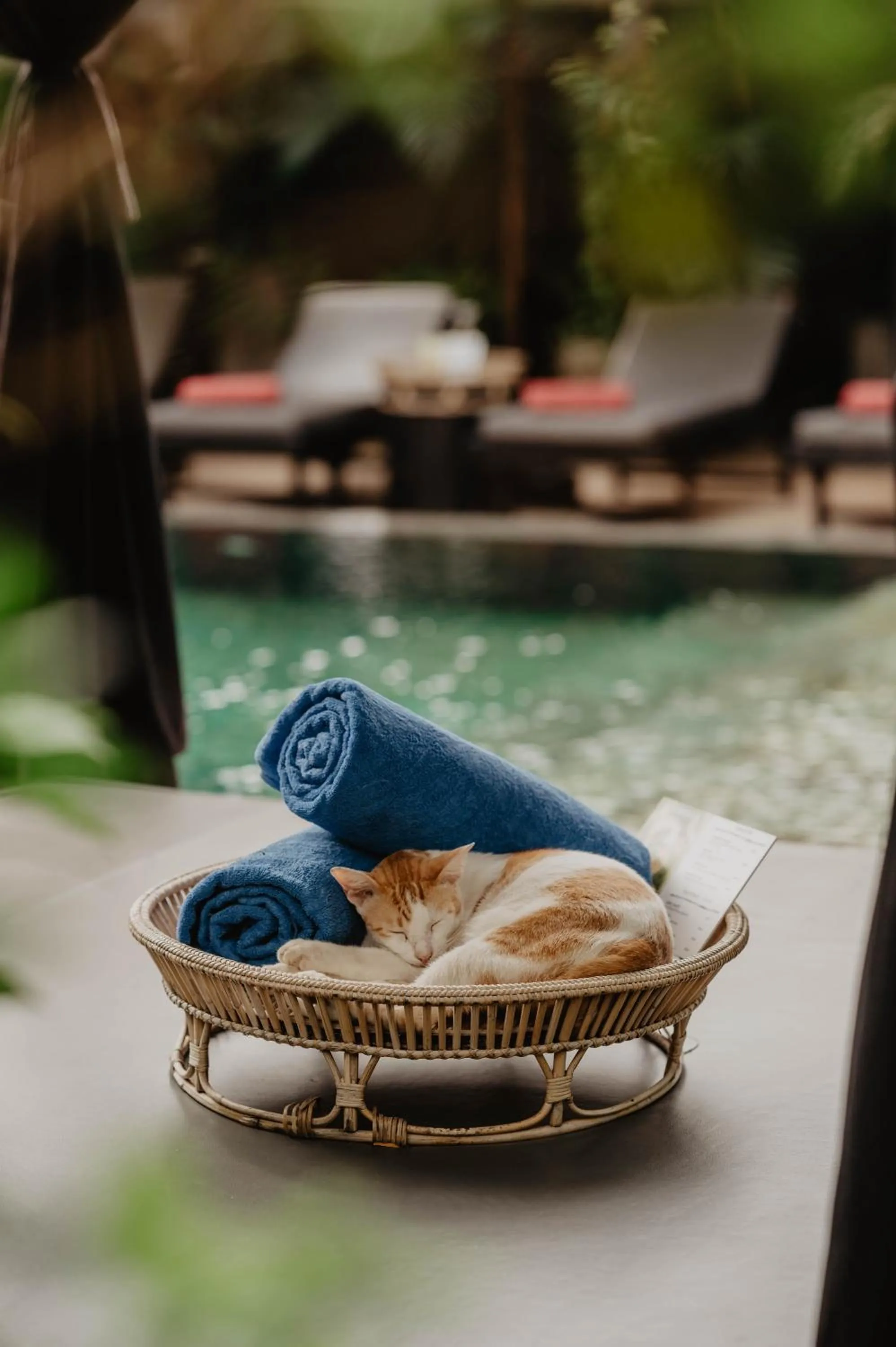 Swimming pool in La Bastide de Caro