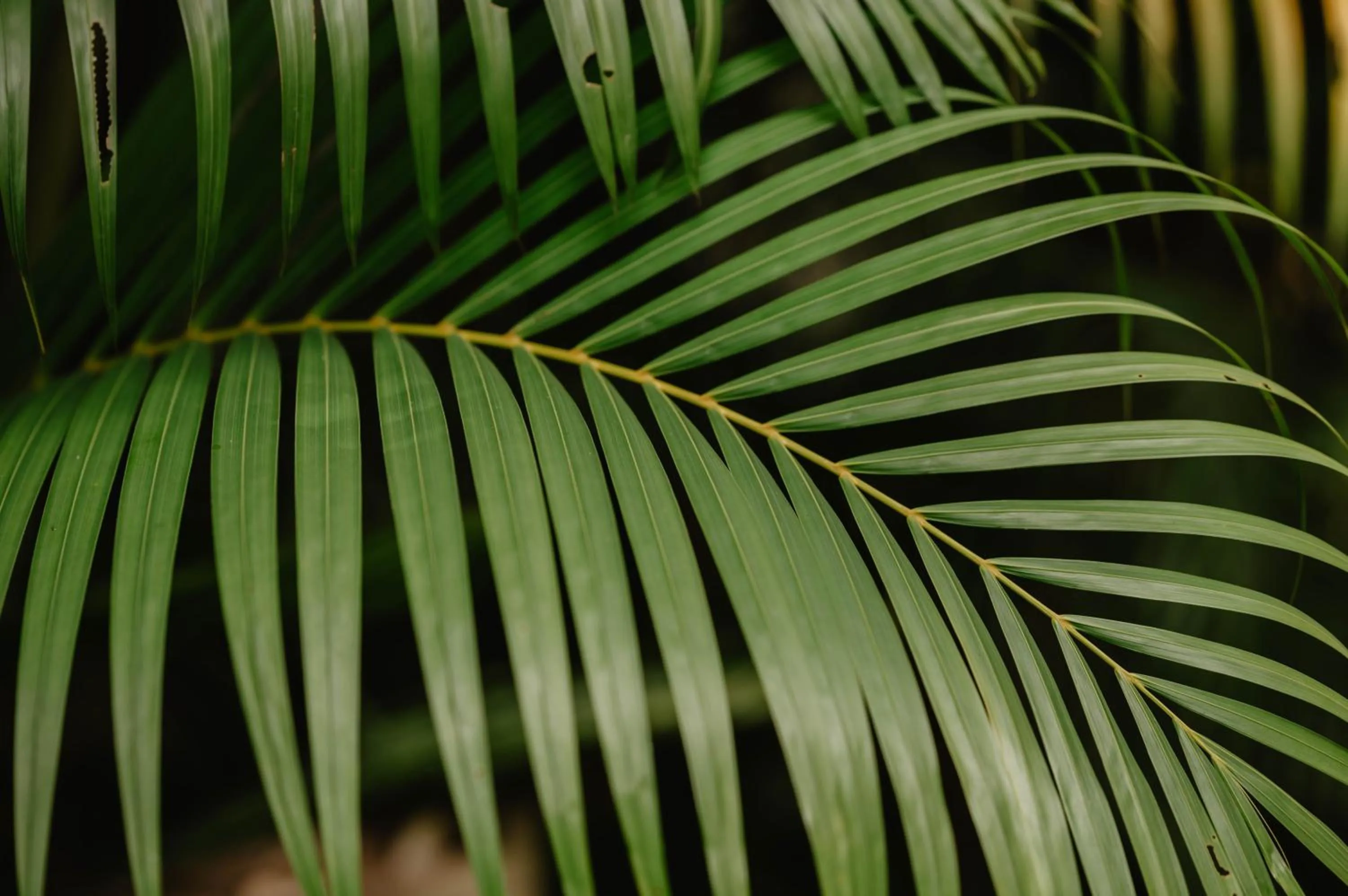 Garden in La Bastide de Caro