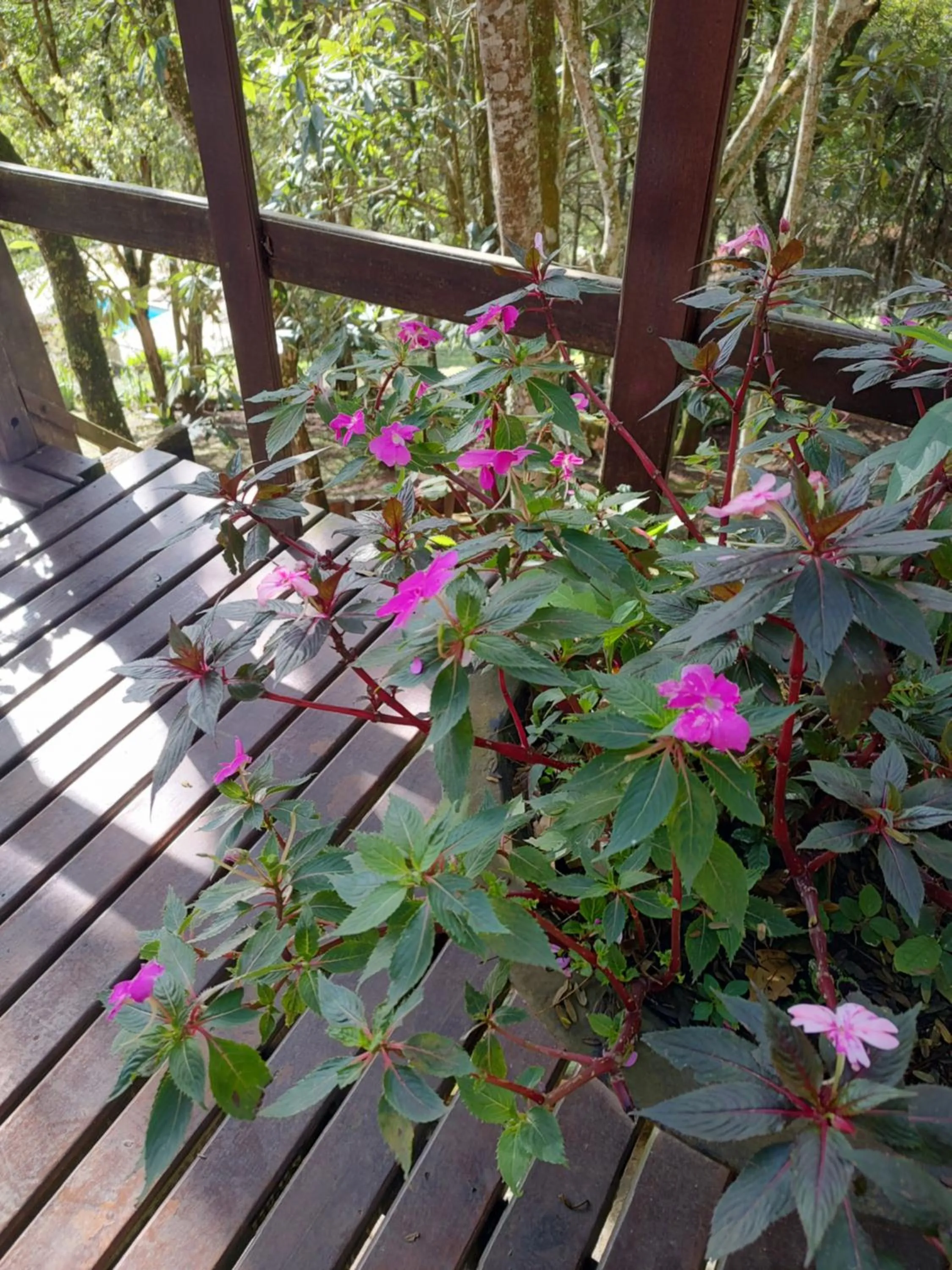 Garden view in Pousada Le Lieu