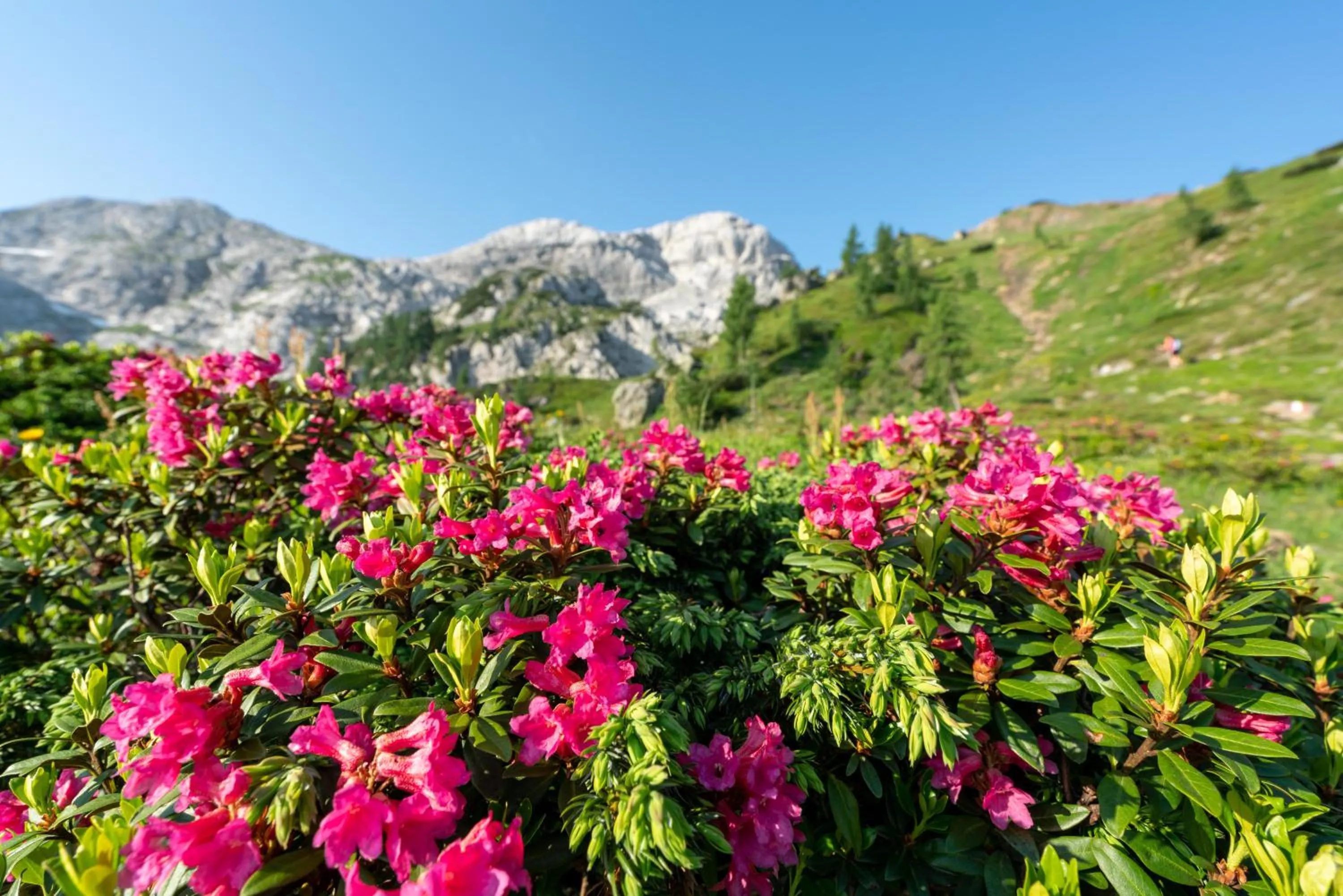 Natural landscape in Der Tröpolacherhof Hotel & Restaurant