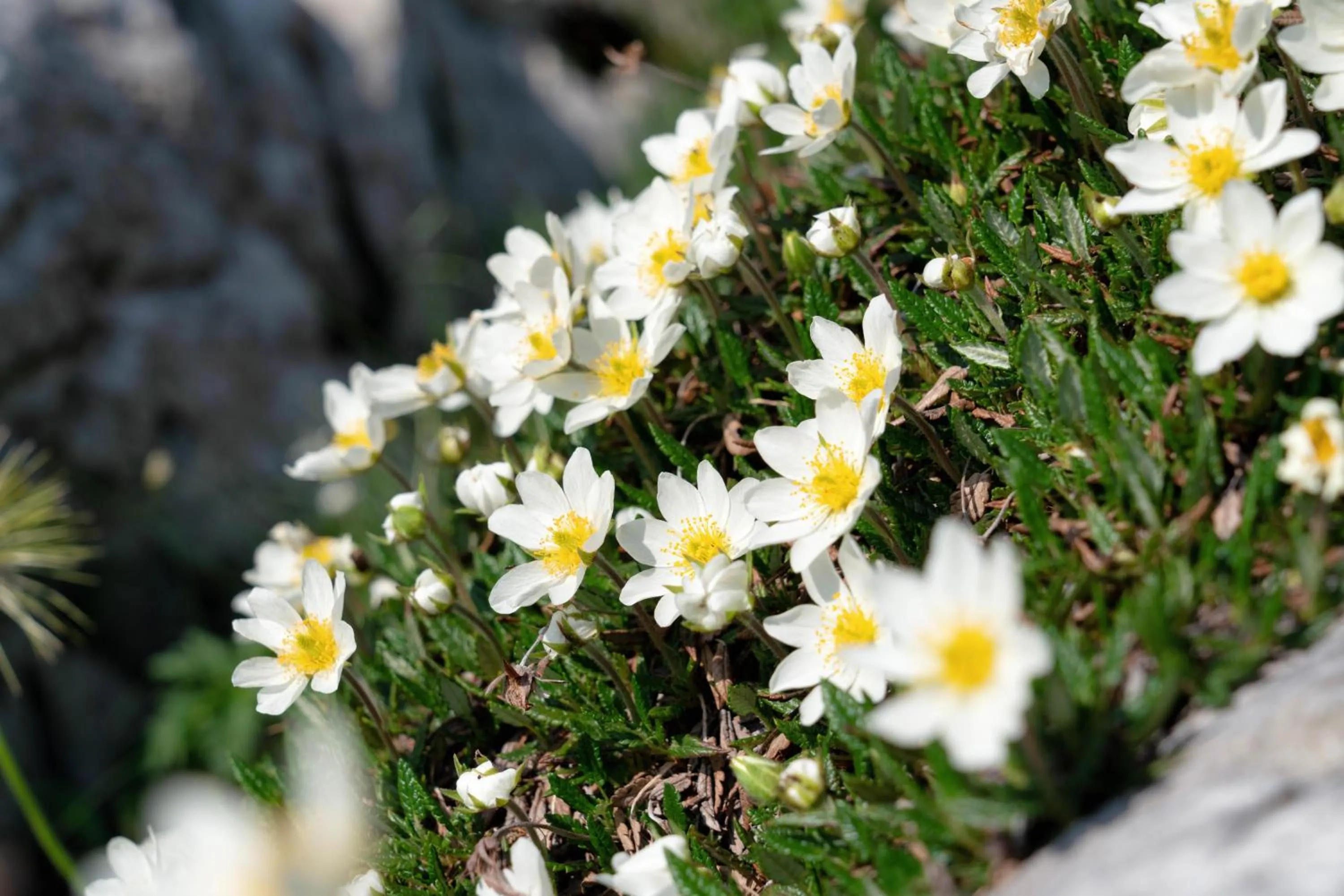 Natural landscape in Der Tröpolacherhof Hotel & Restaurant