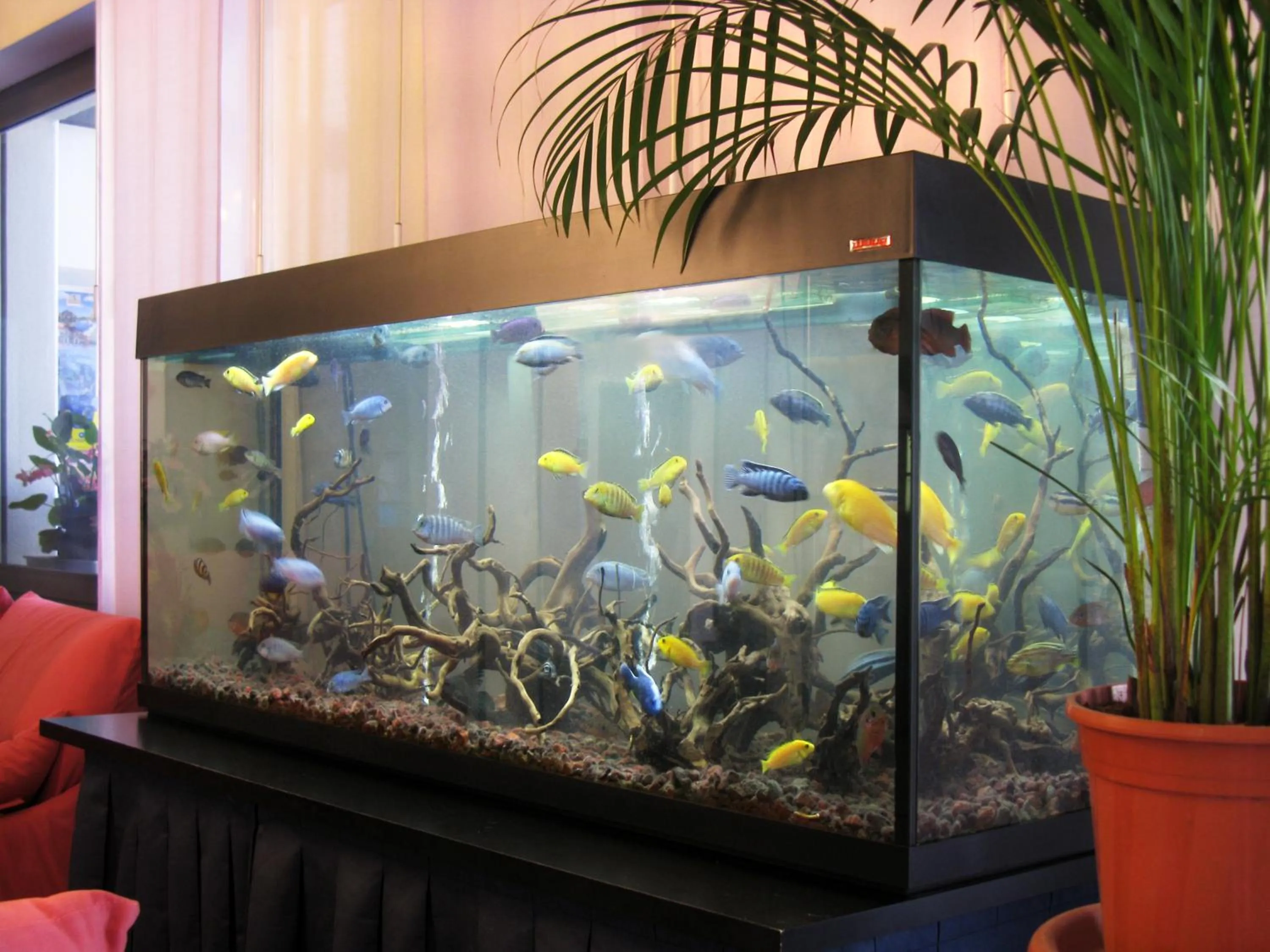 Animals in Hotel Ciondolo D'Oro 5 minuti da Rimini Fiera CON PARCHEGGIO INCLUSO