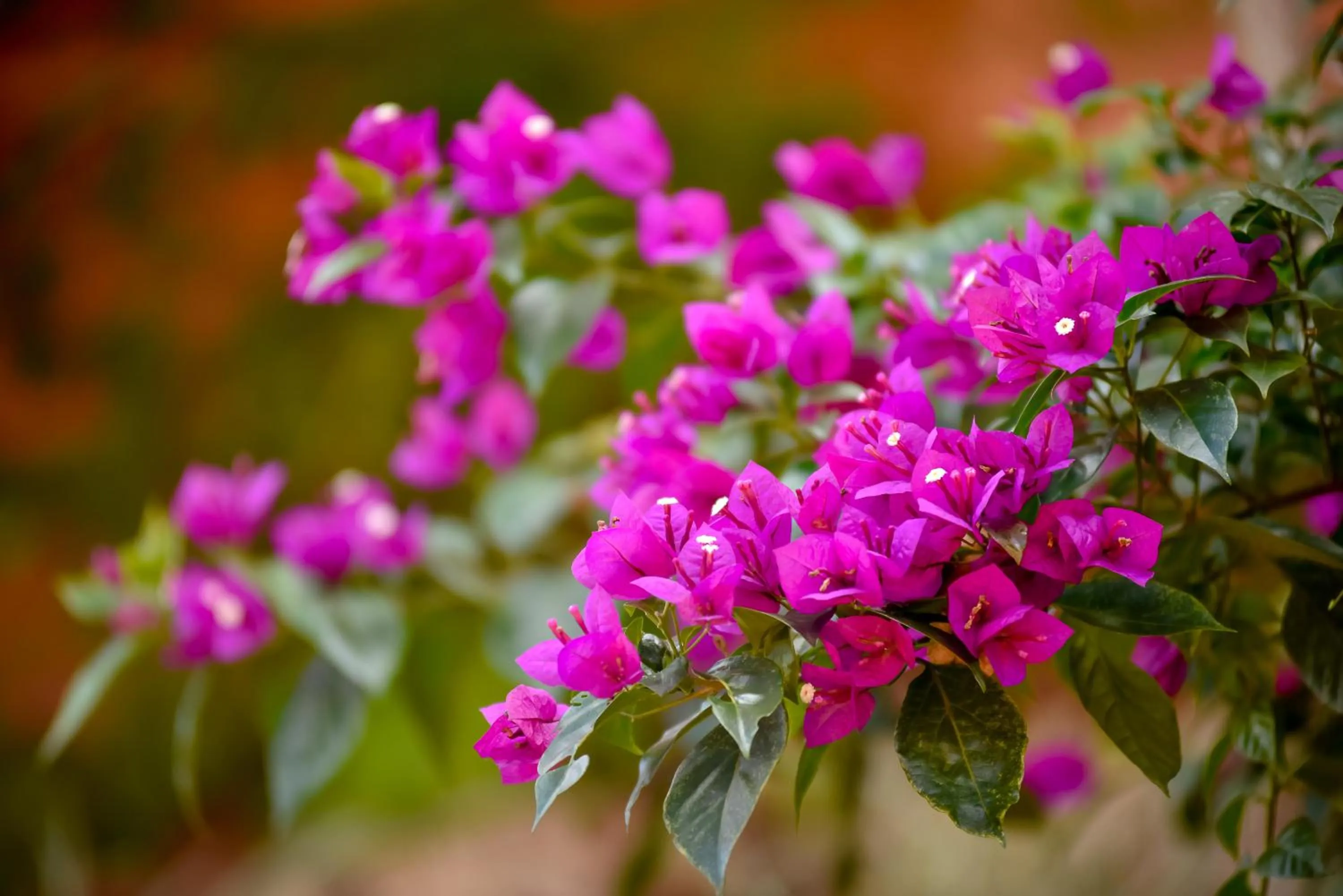 Hotel Refúgio Vista Serrana