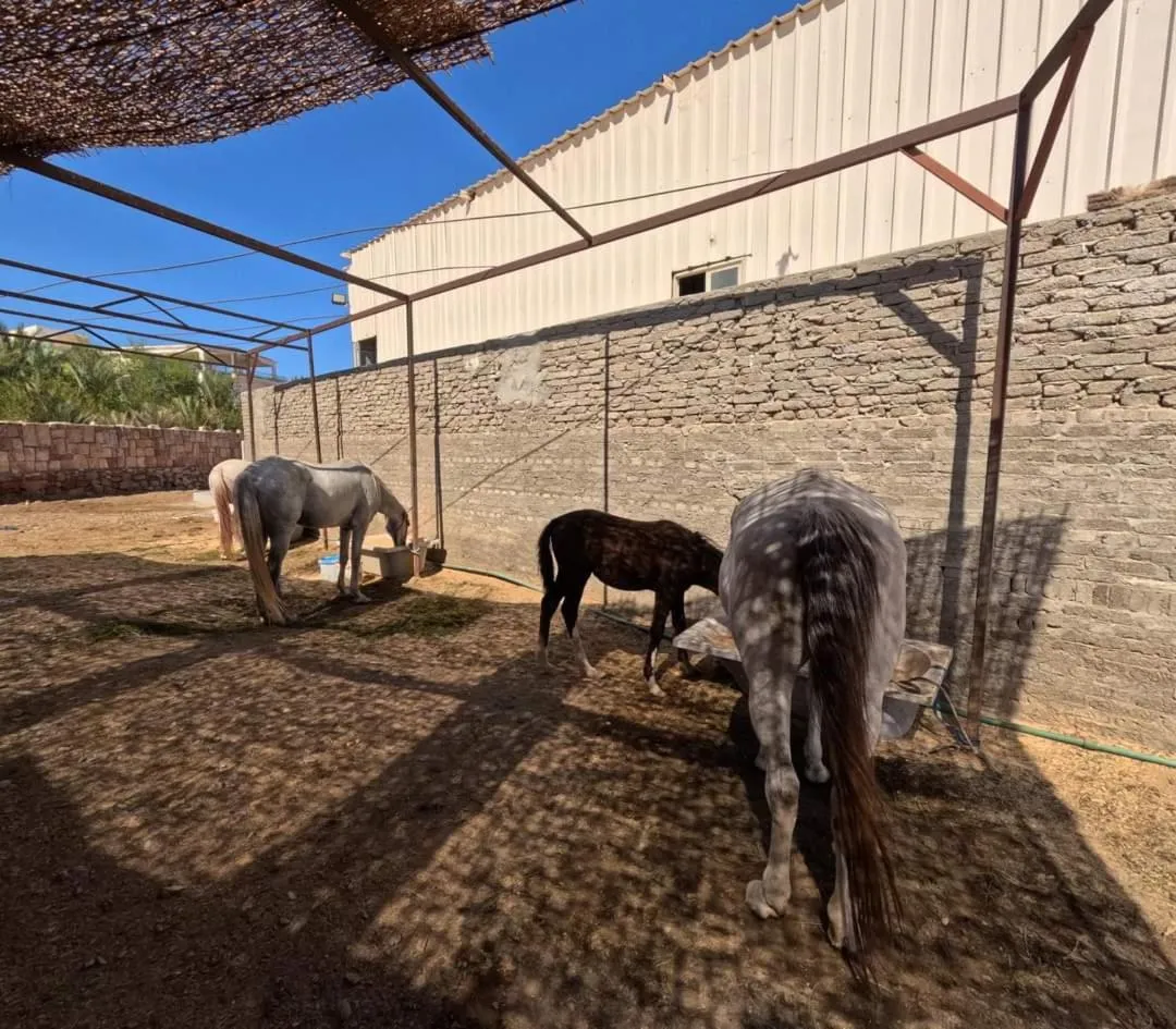 Animals in Dolphin Continental Hotel