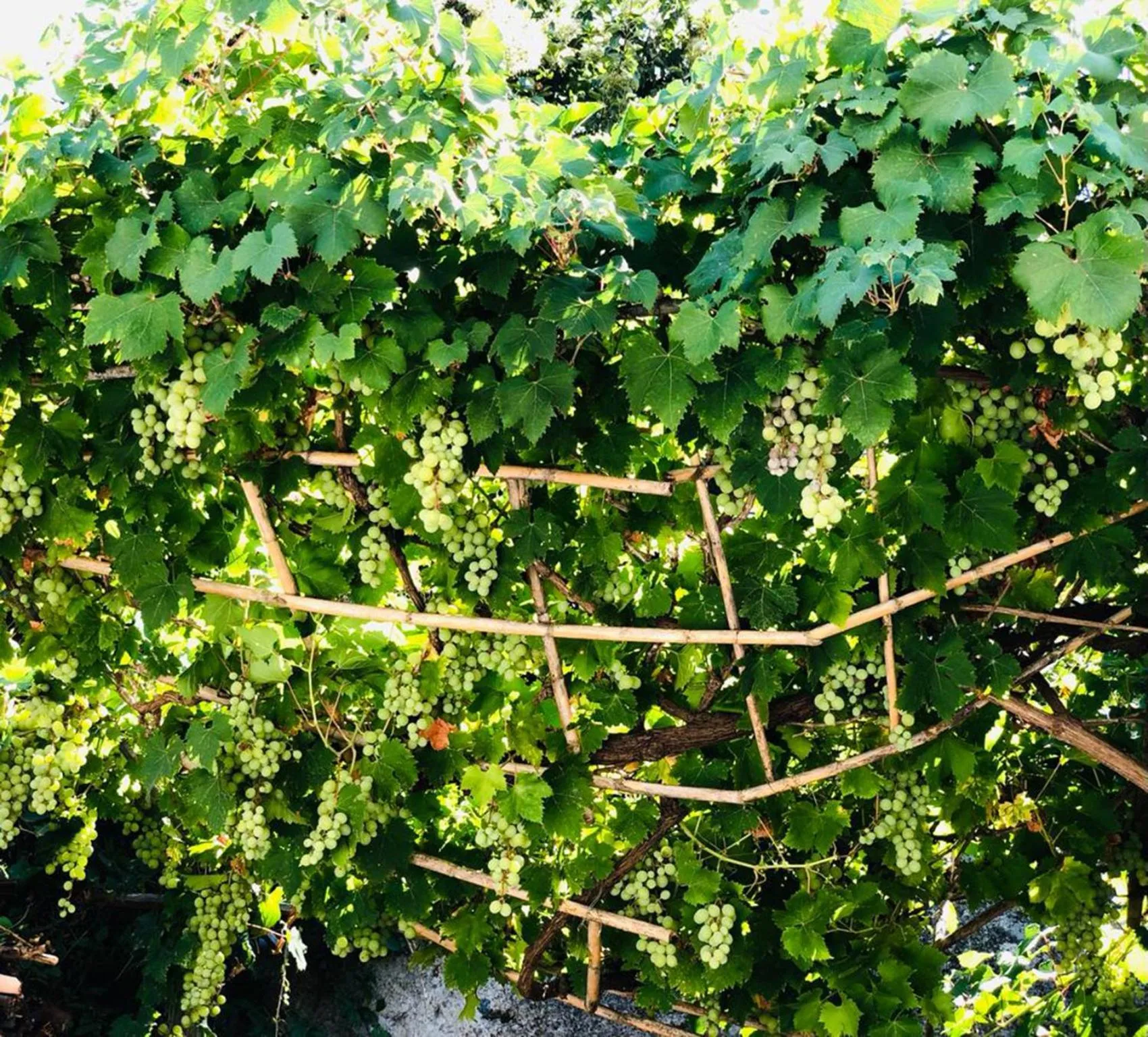 Garden in B&B Villa Anna Wunderbar