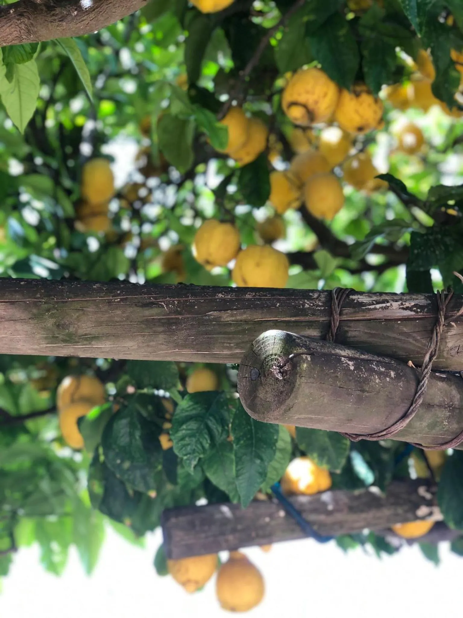 Garden in B&B Villa Anna Wunderbar