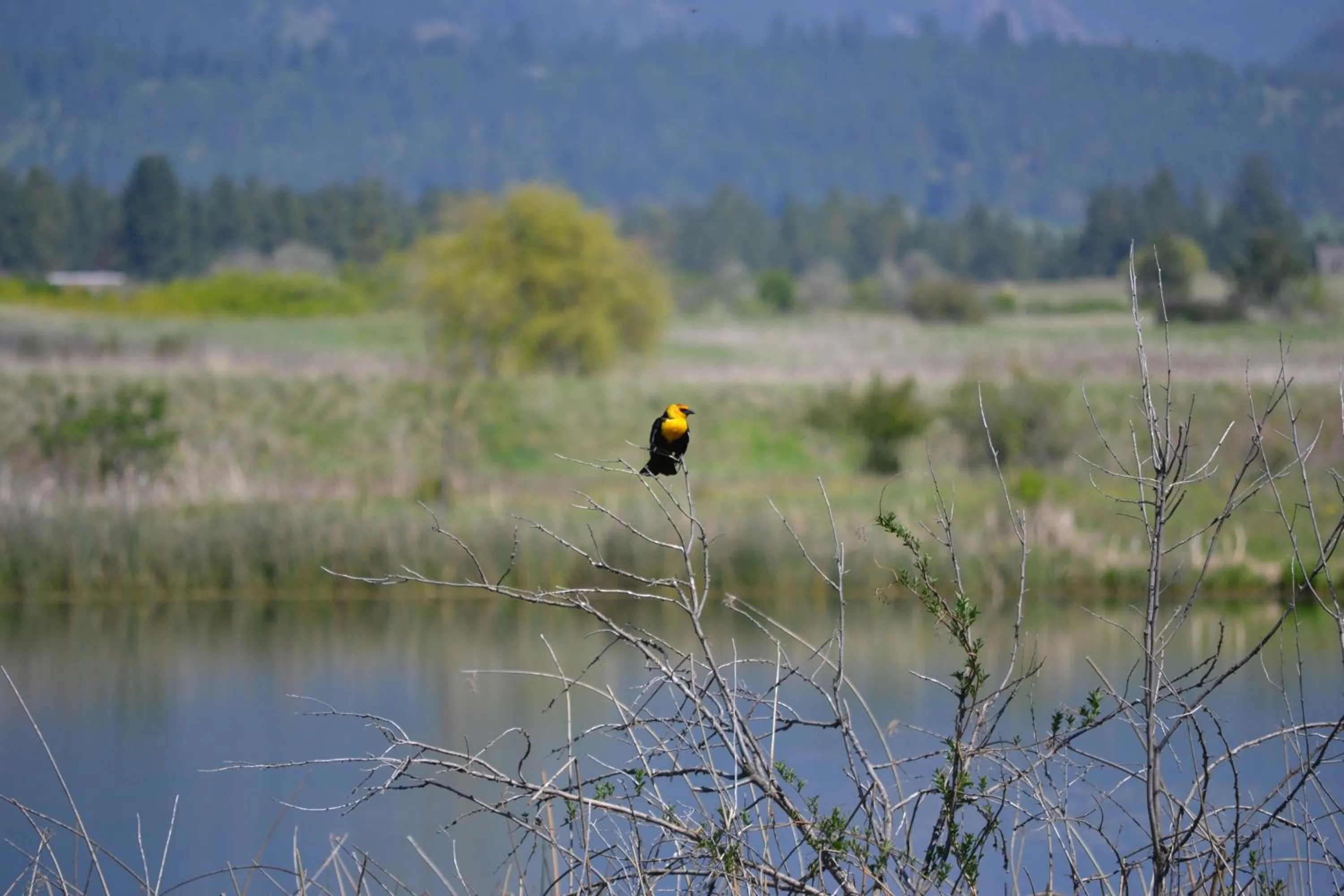 Other in Ninepipes Lodge