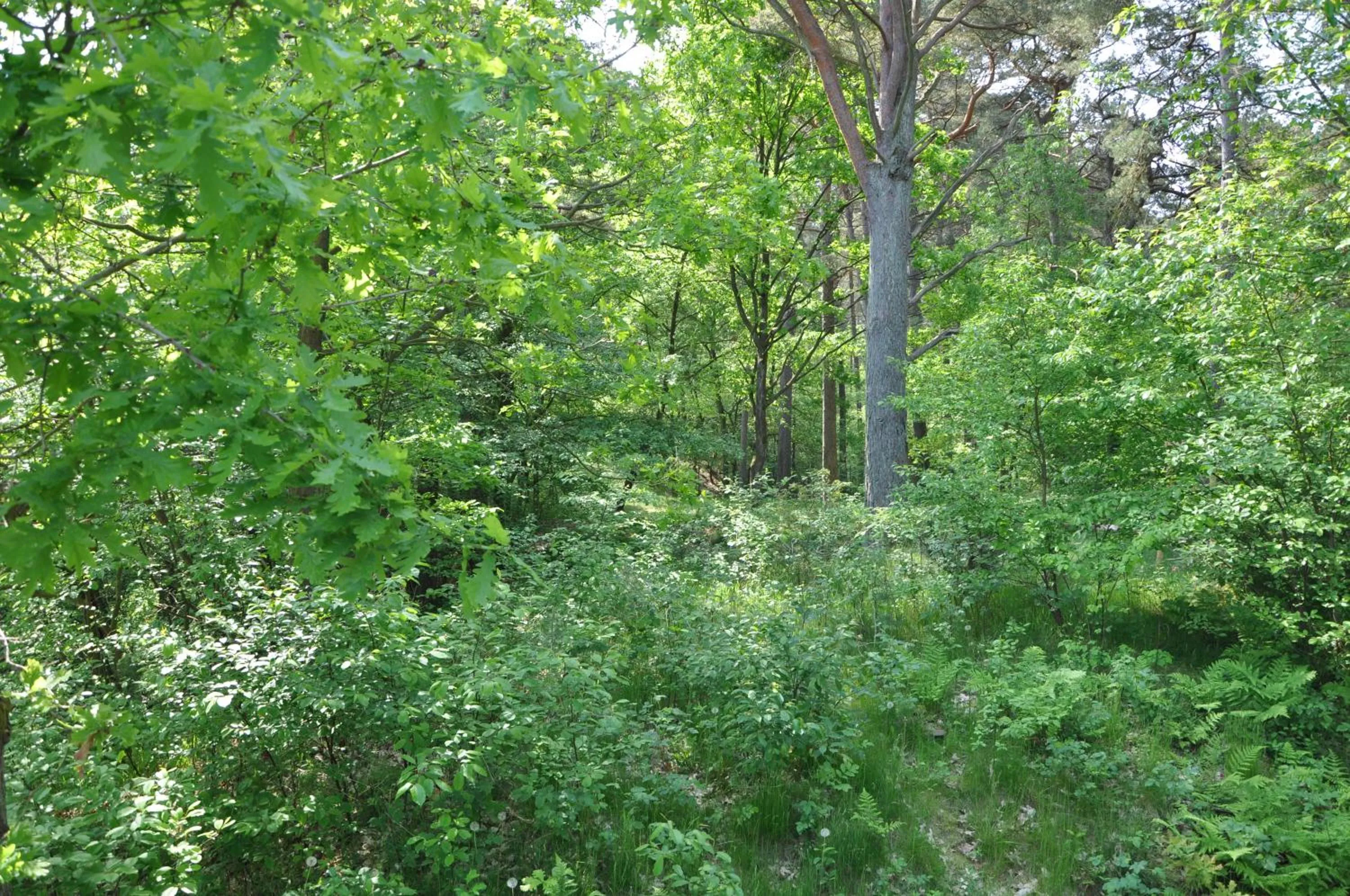Natural landscape in Haus Sandra