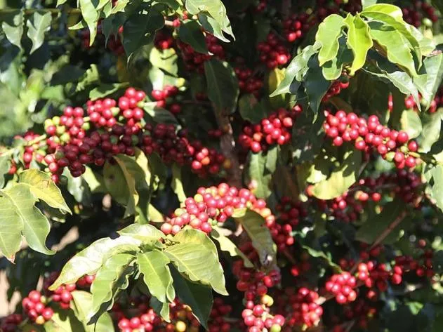 Hotel Fazenda Menino da Porteira