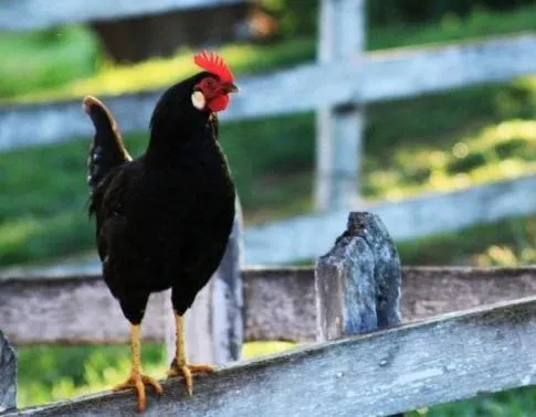 Hotel Fazenda Menino da Porteira