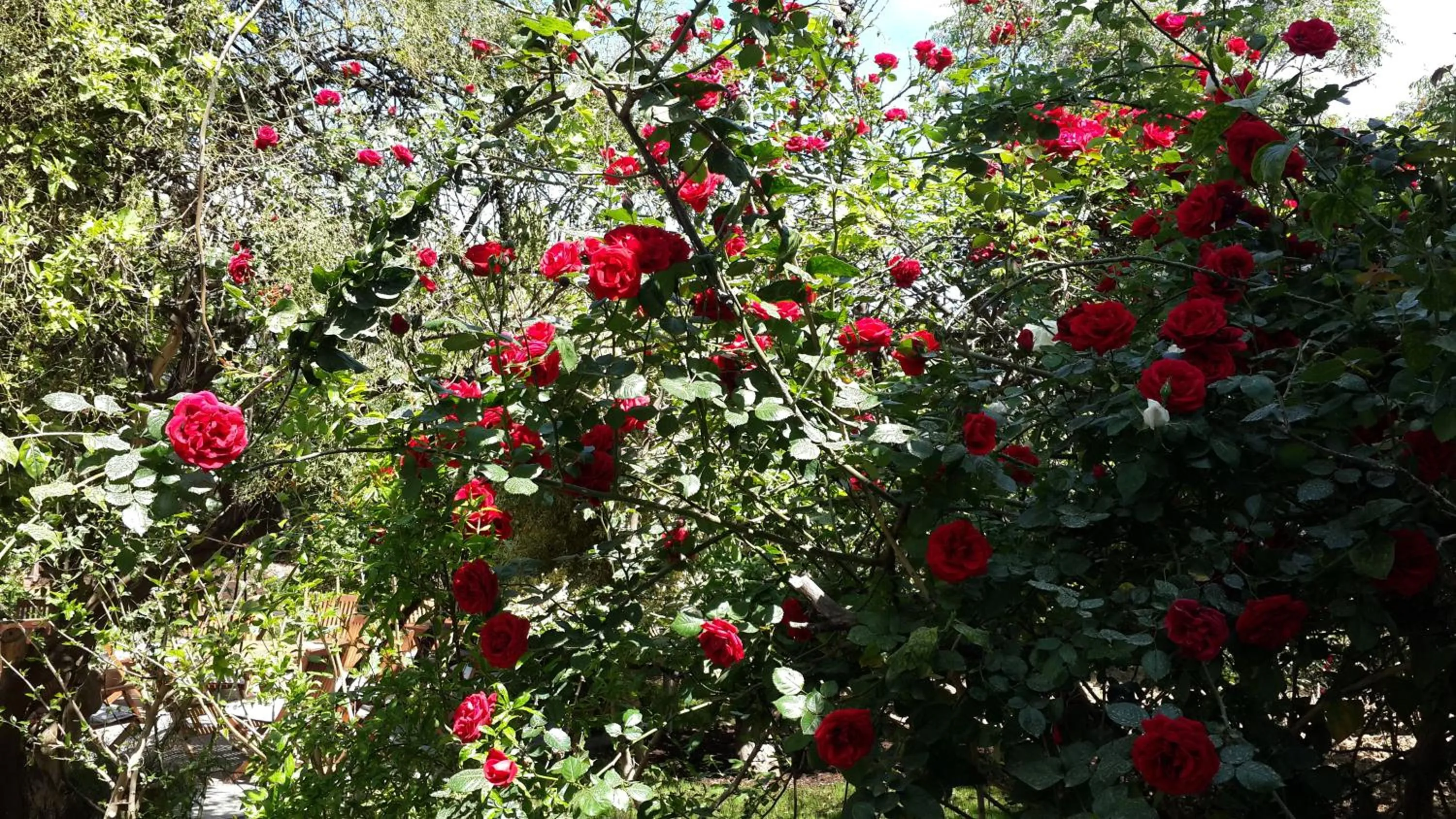 Garden view in Hotel Gulec