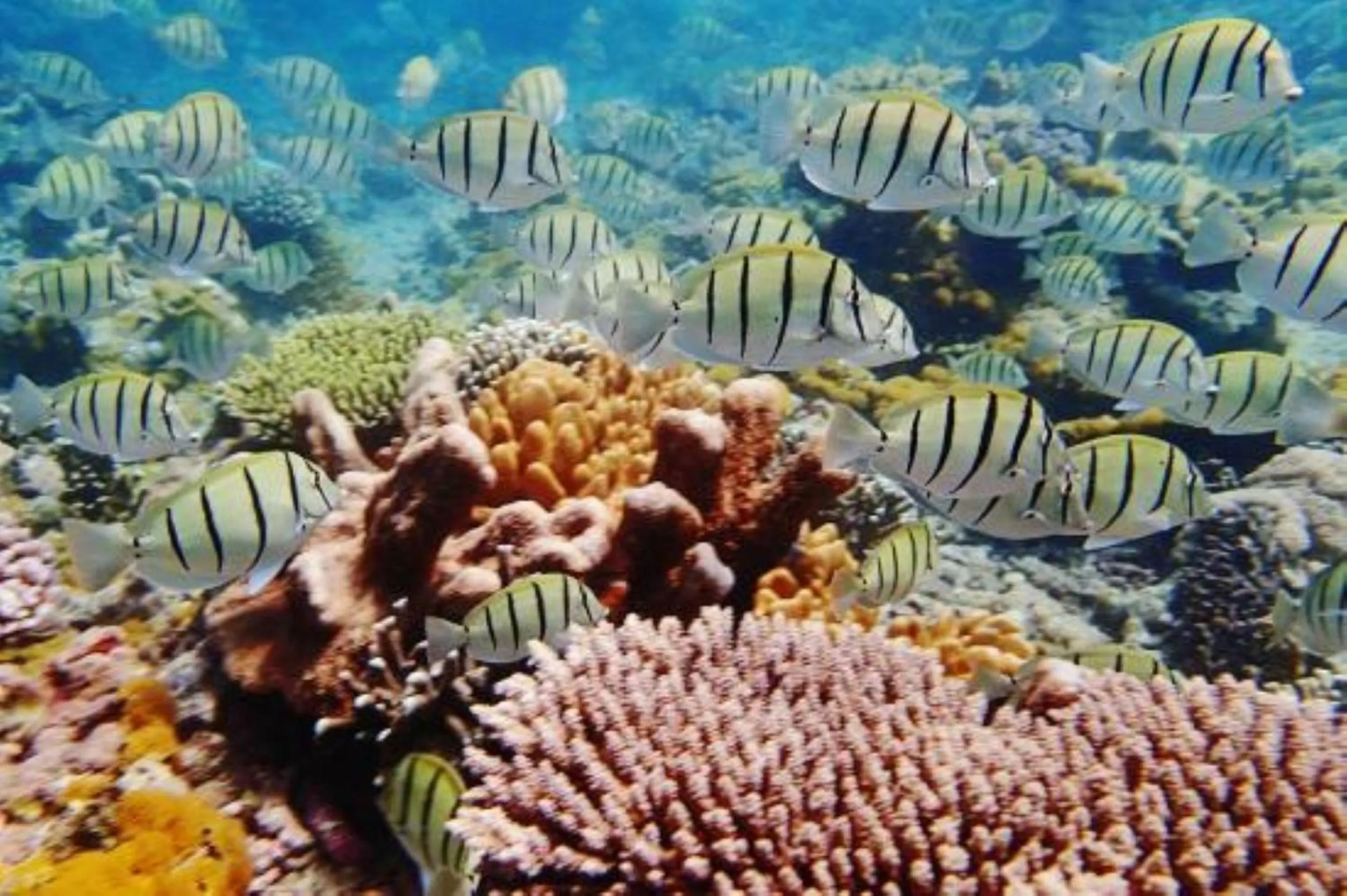 Aqua park in Msambweni Beach House and Private Villas