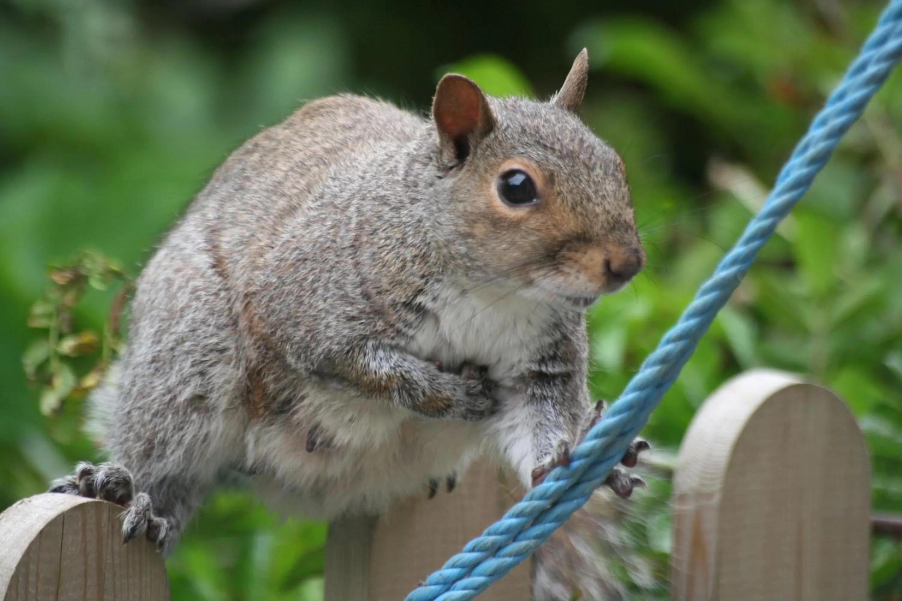 Animals in Swansea Valley Holiday Cottages