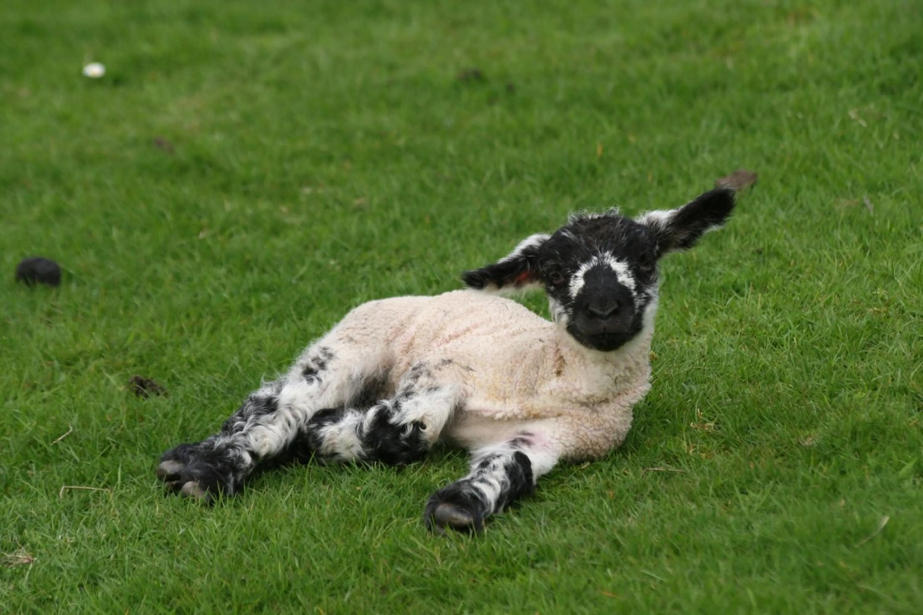 Animals in Swansea Valley Holiday Cottages