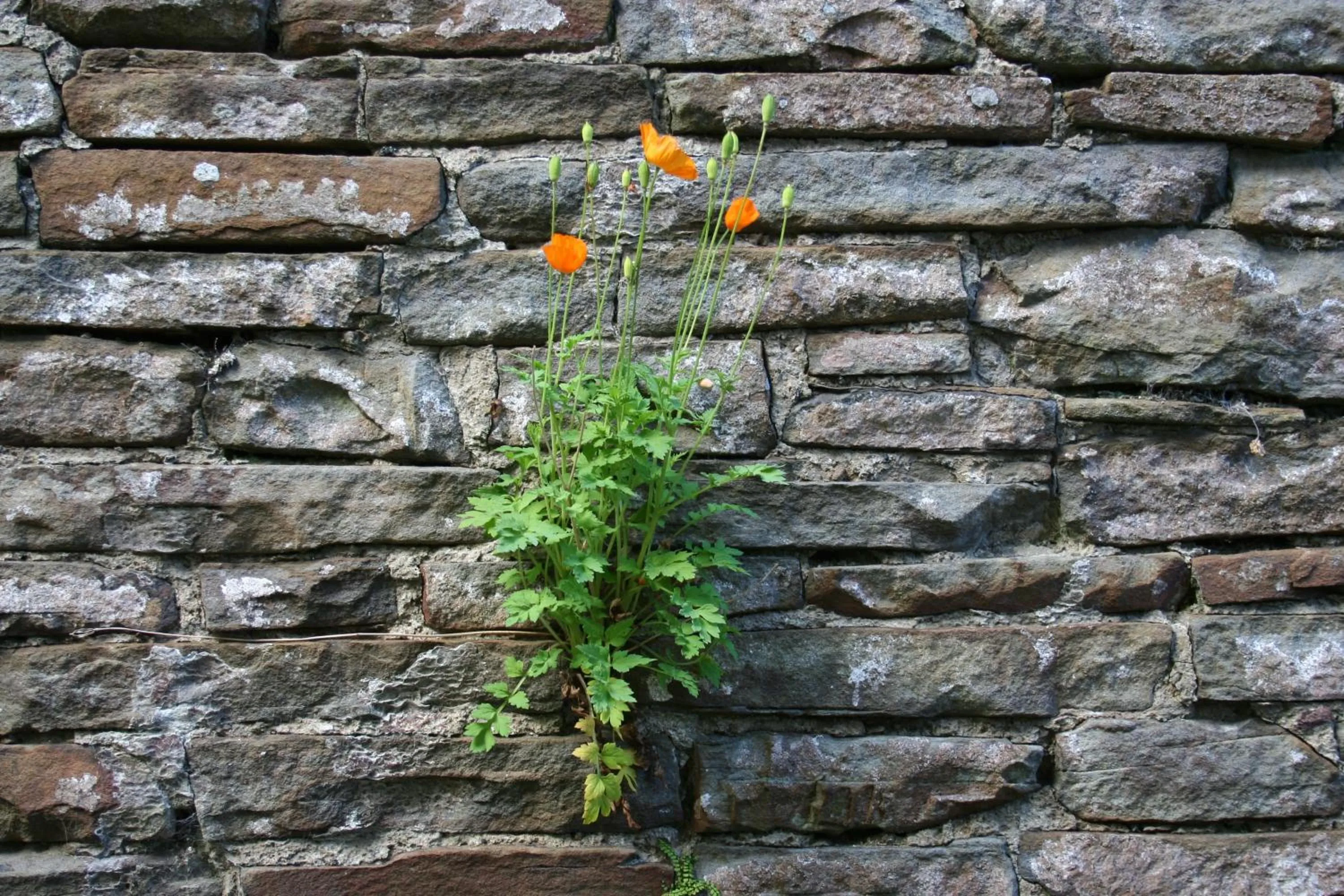 Facade/entrance in Swansea Valley Holiday Cottages