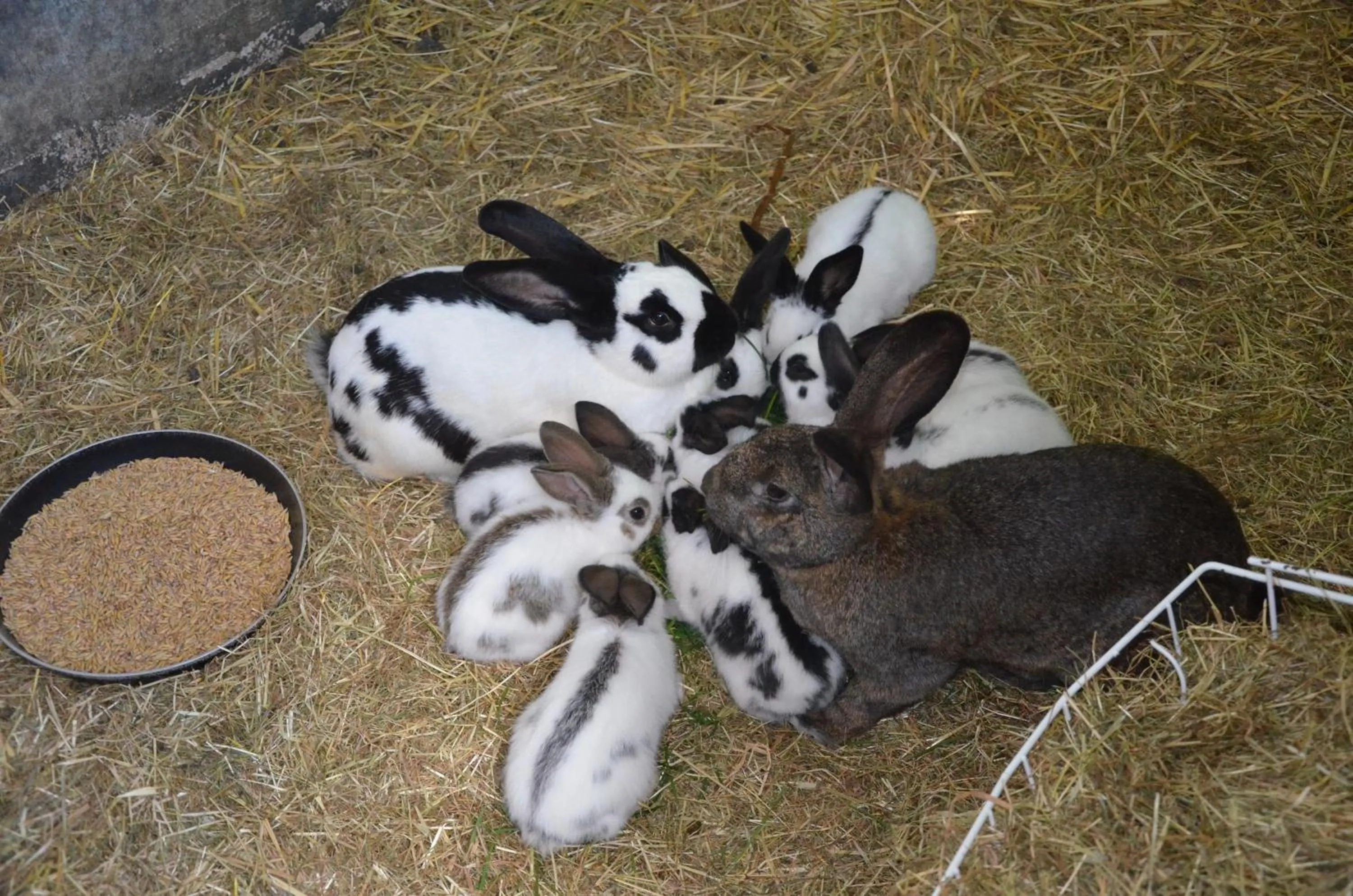 Pets in Haus Blume
