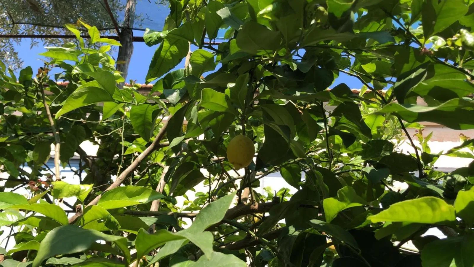 Oasi Madre della Pace