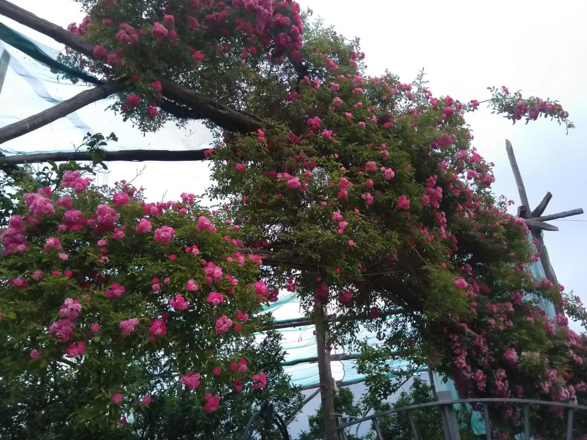 Garden in Oasi Madre della Pace