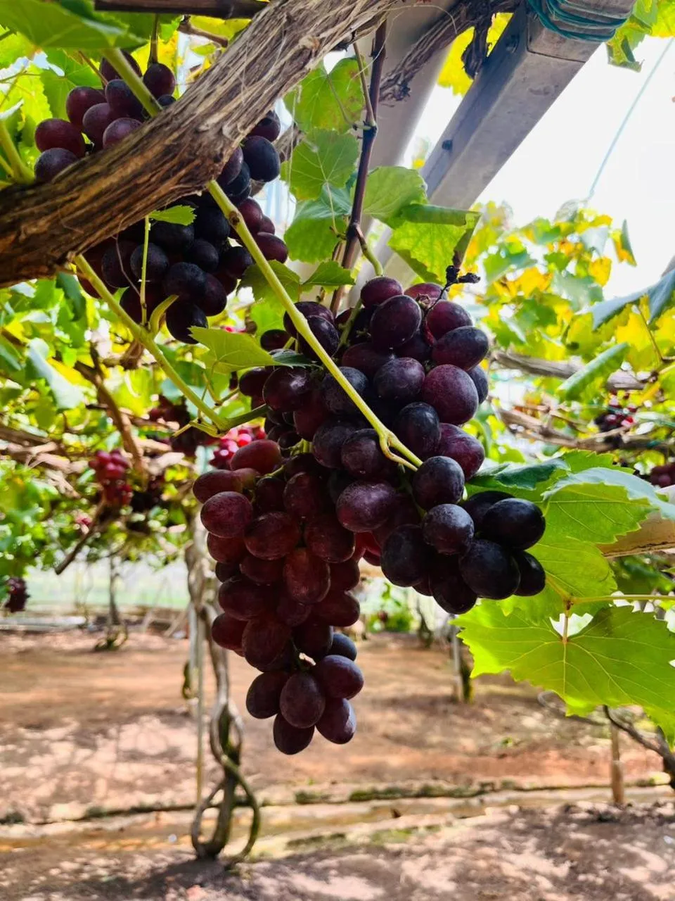 Nova Mountain n Sunrise view Hilltop Hotel Apartment in Cameron Highlands