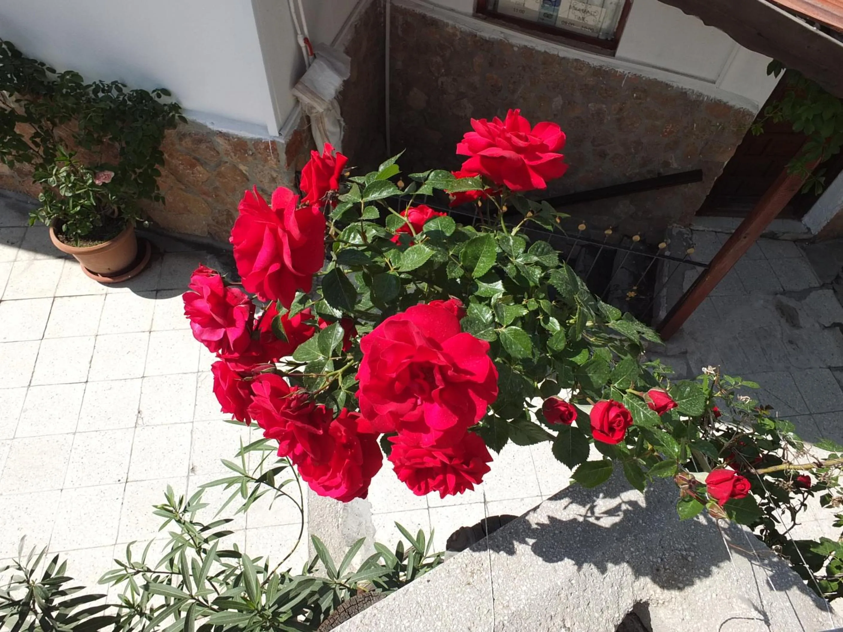 Garden in Anatolia cave hotel Pension