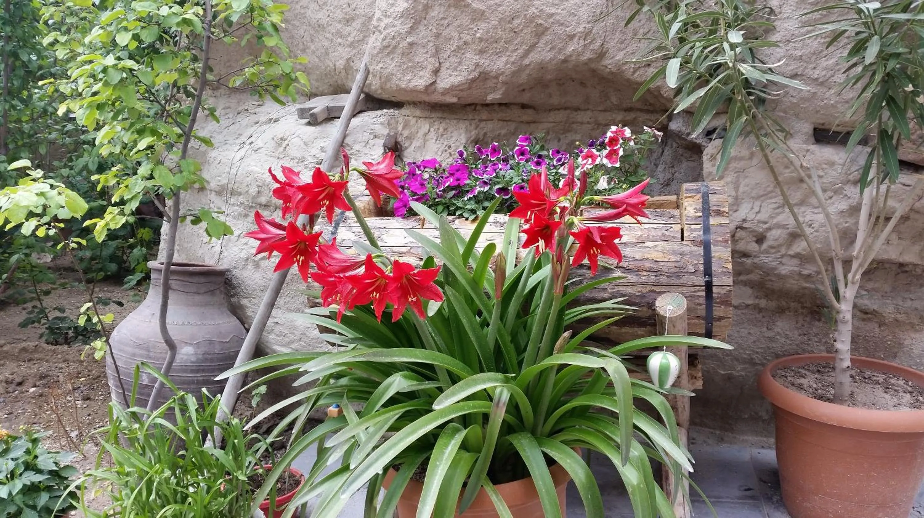 Garden in Anatolia cave hotel Pension