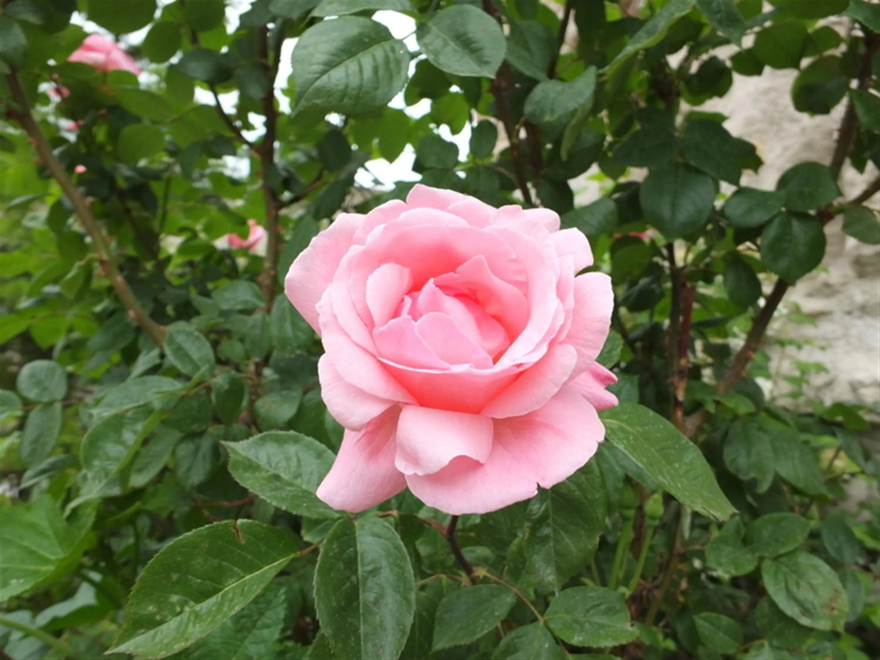 Garden in Anatolia cave hotel Pension