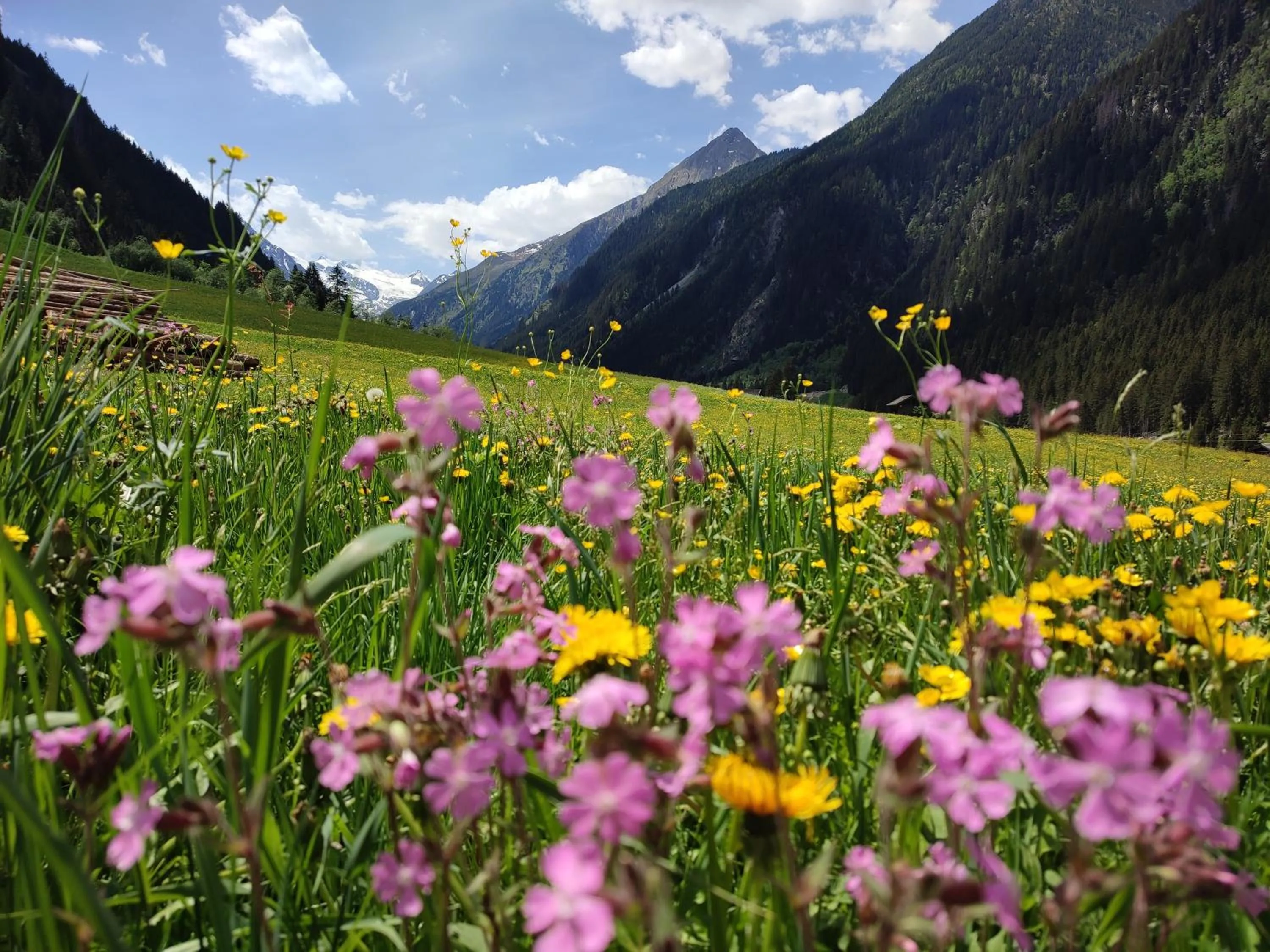 Natural landscape in Haus Ferchl