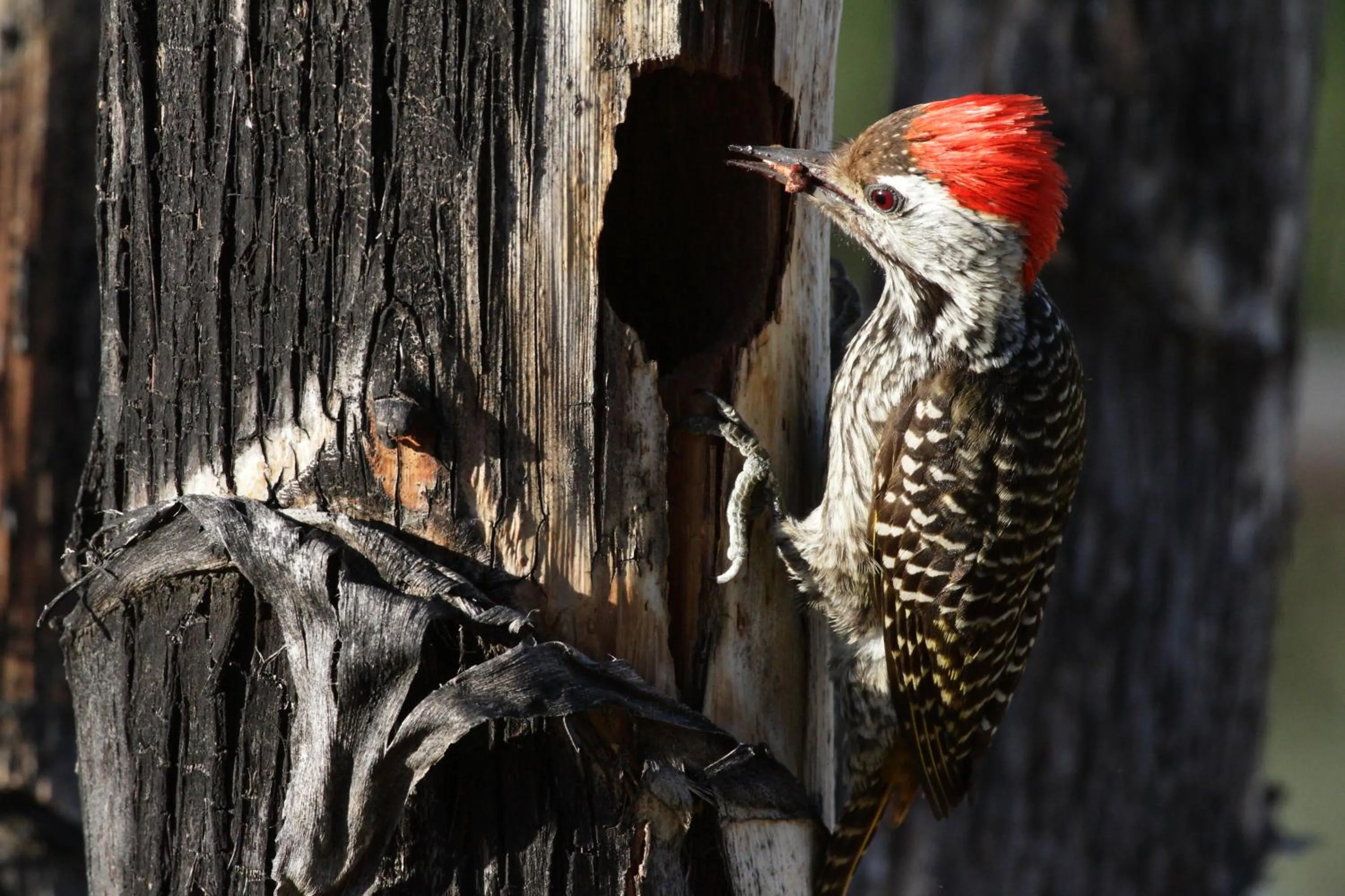 Animals in Zwartberg View Mountain Lodge