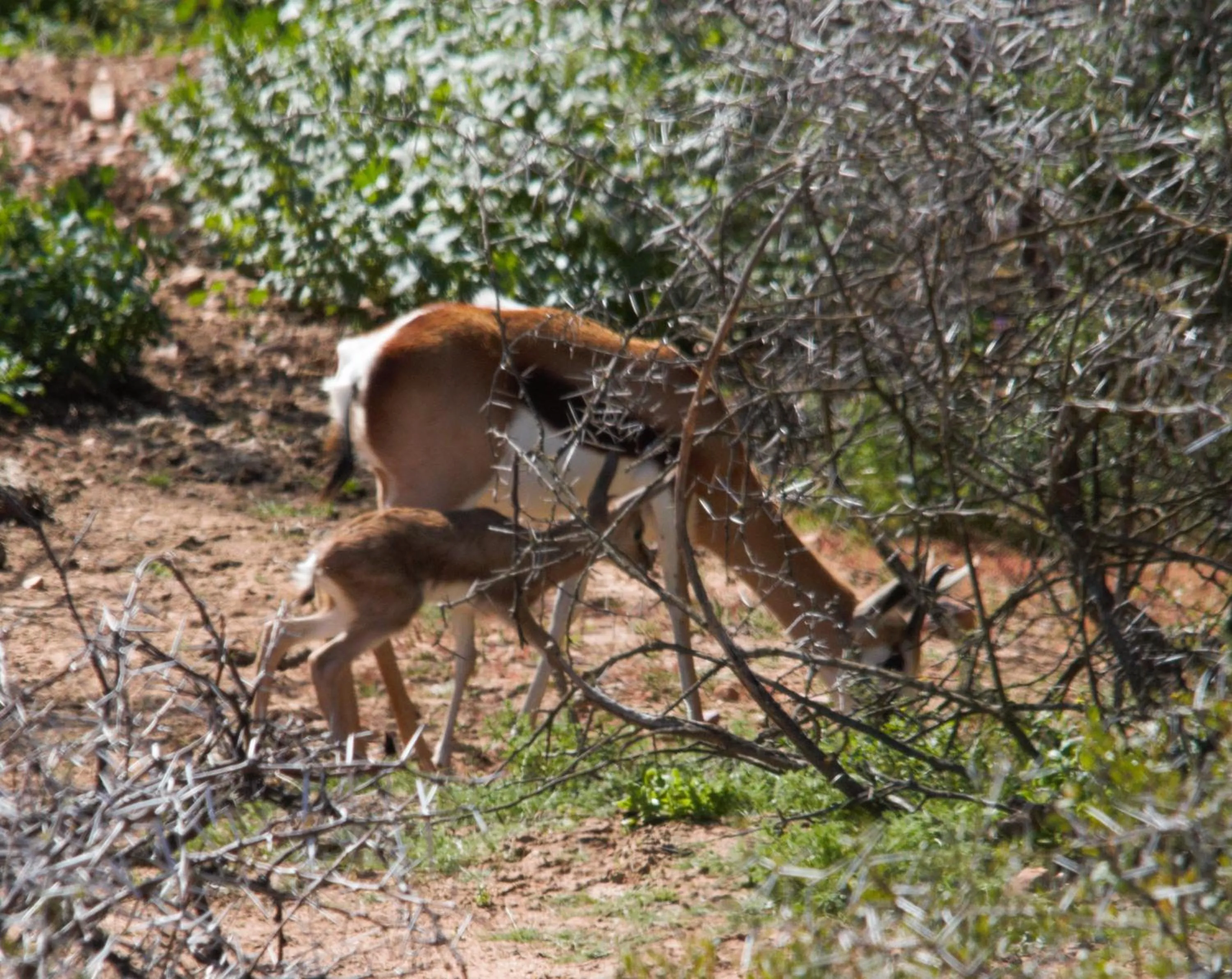 Animals in Zwartberg View Mountain Lodge