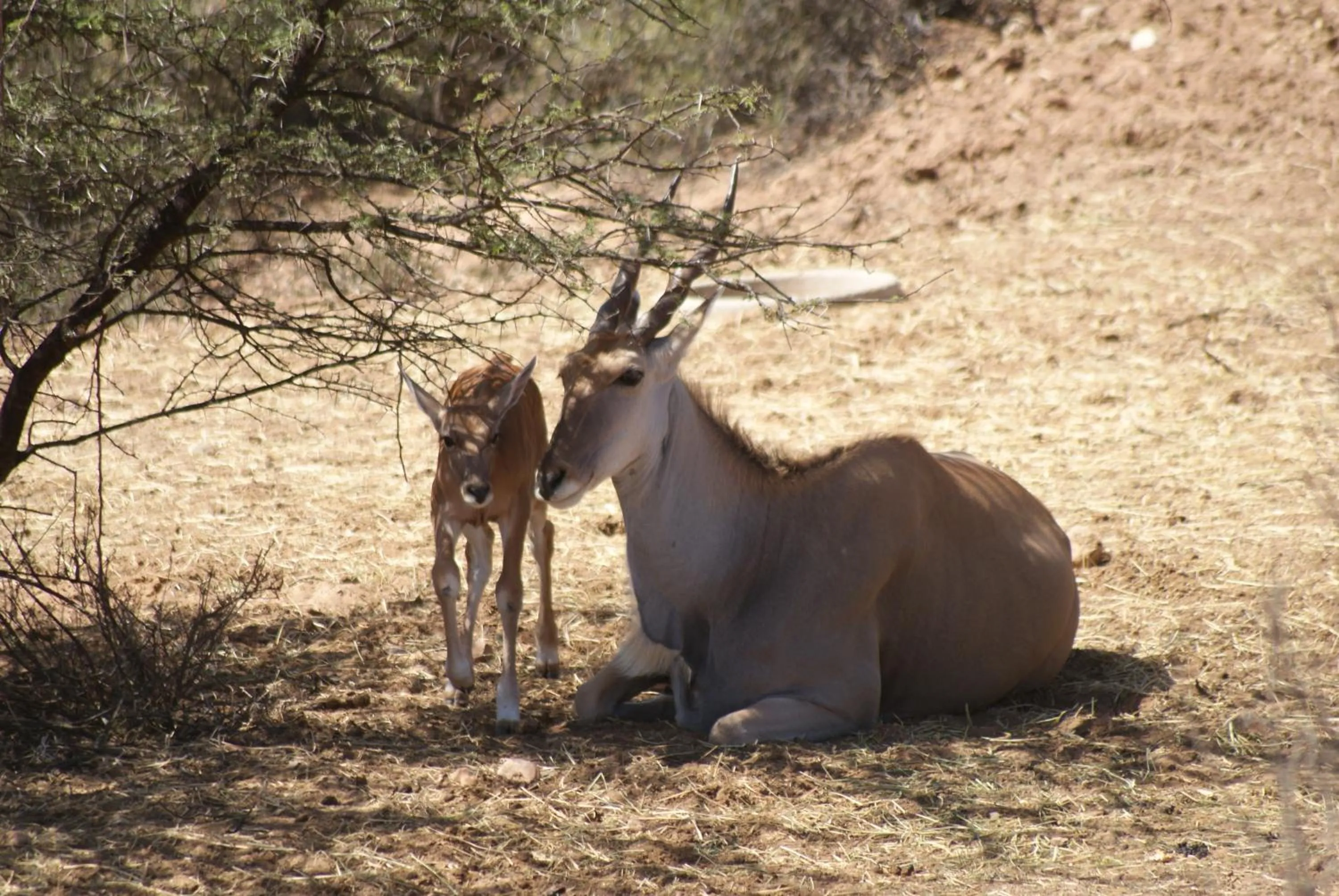 Animals in Zwartberg View Mountain Lodge