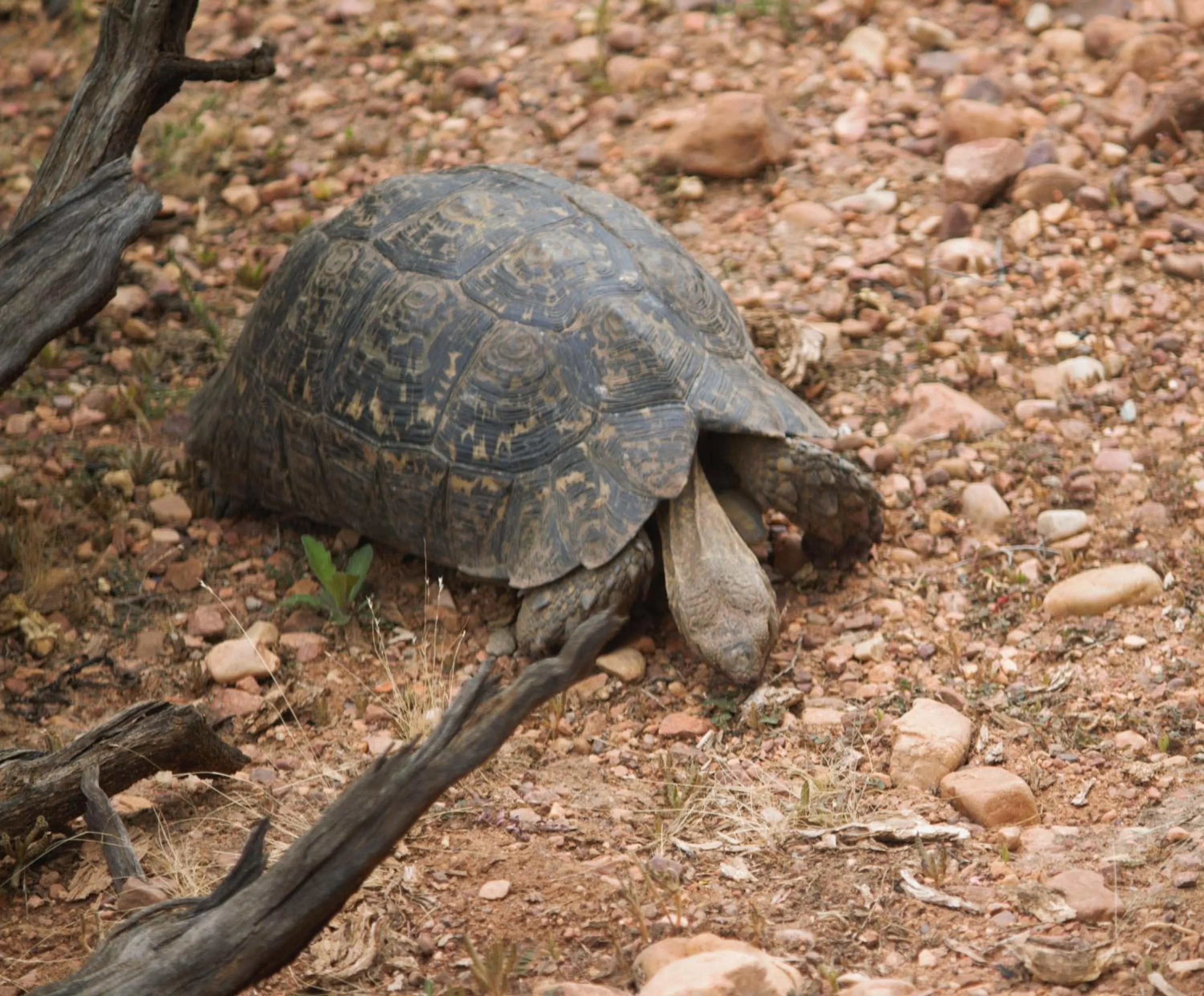Animals in Zwartberg View Mountain Lodge