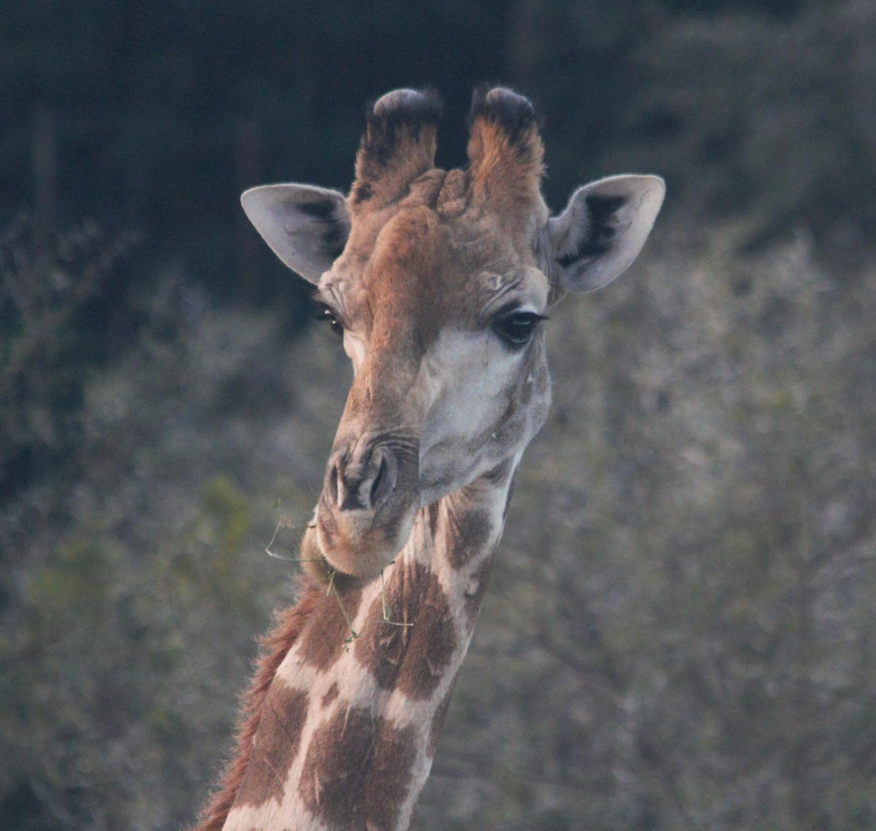 Animals in Zwartberg View Mountain Lodge