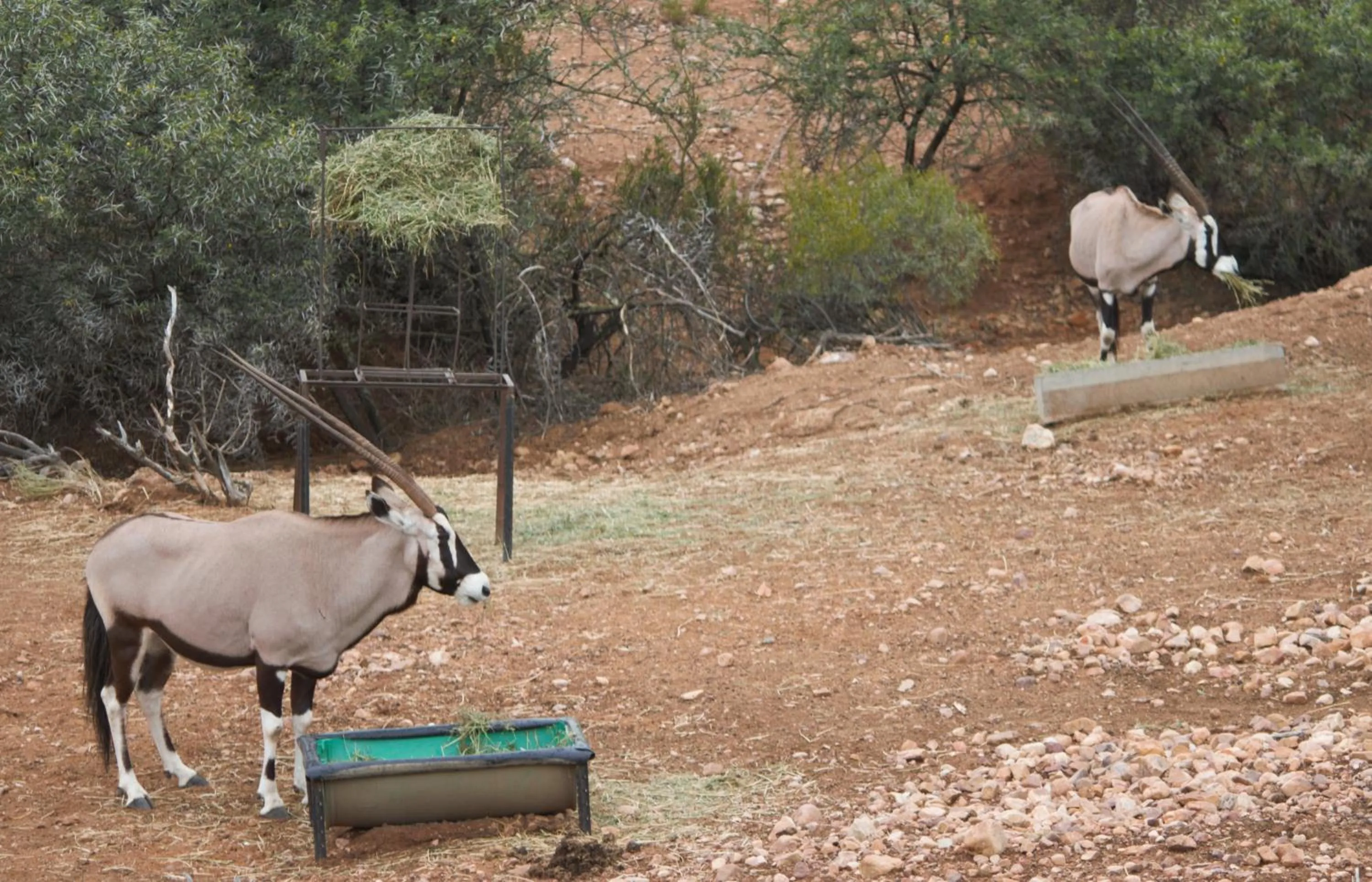 Animals in Zwartberg View Mountain Lodge