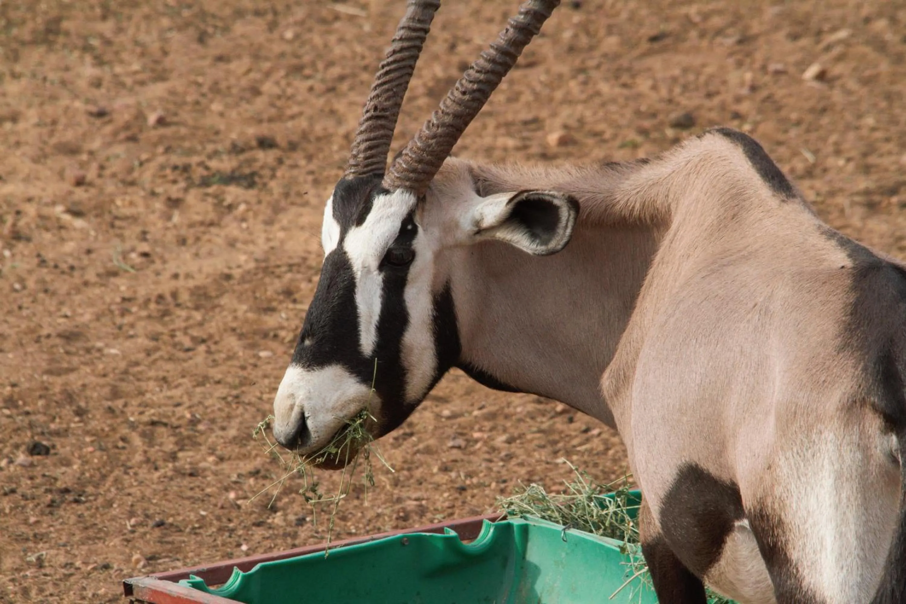 Animals in Zwartberg View Mountain Lodge