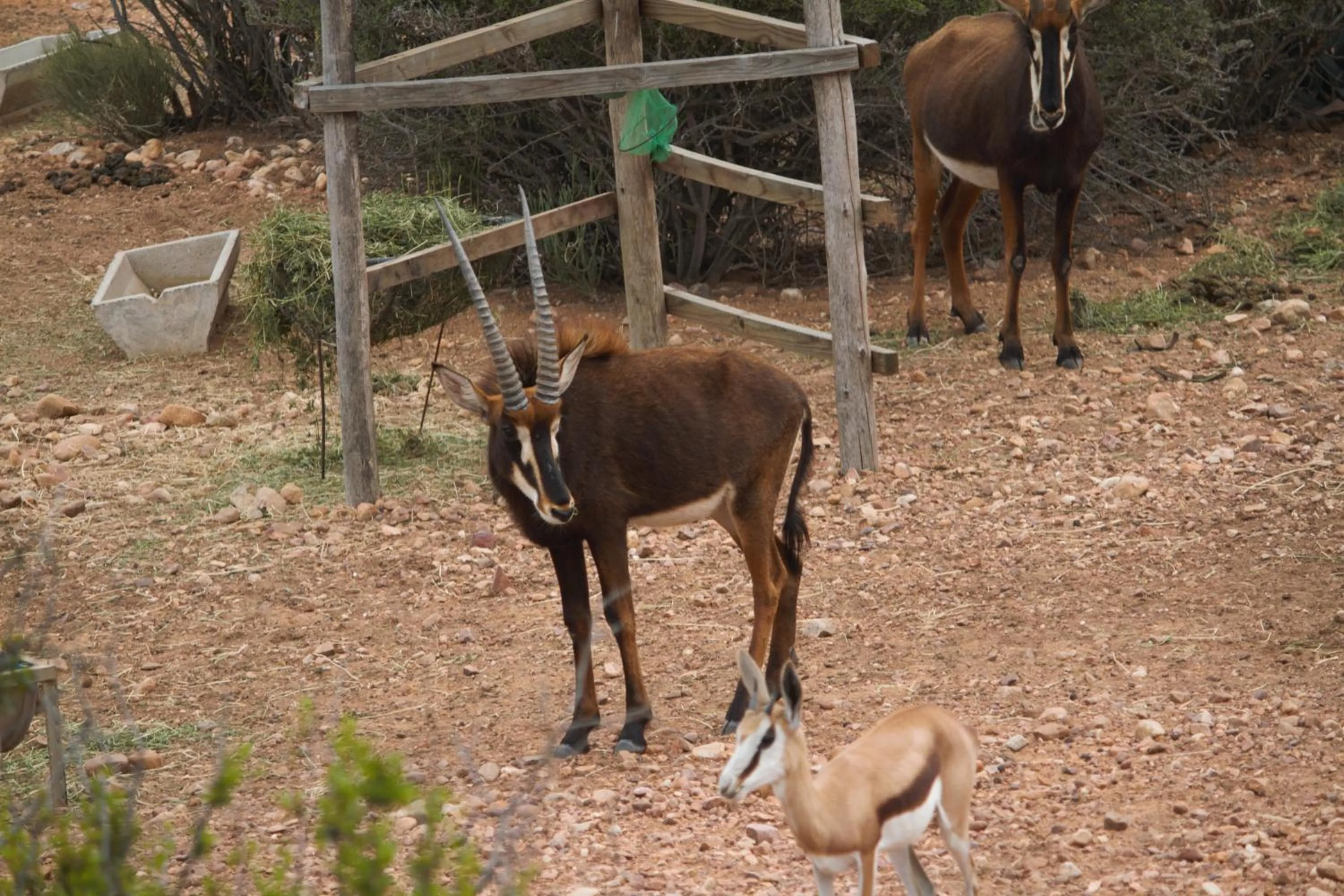 Animals in Zwartberg View Mountain Lodge