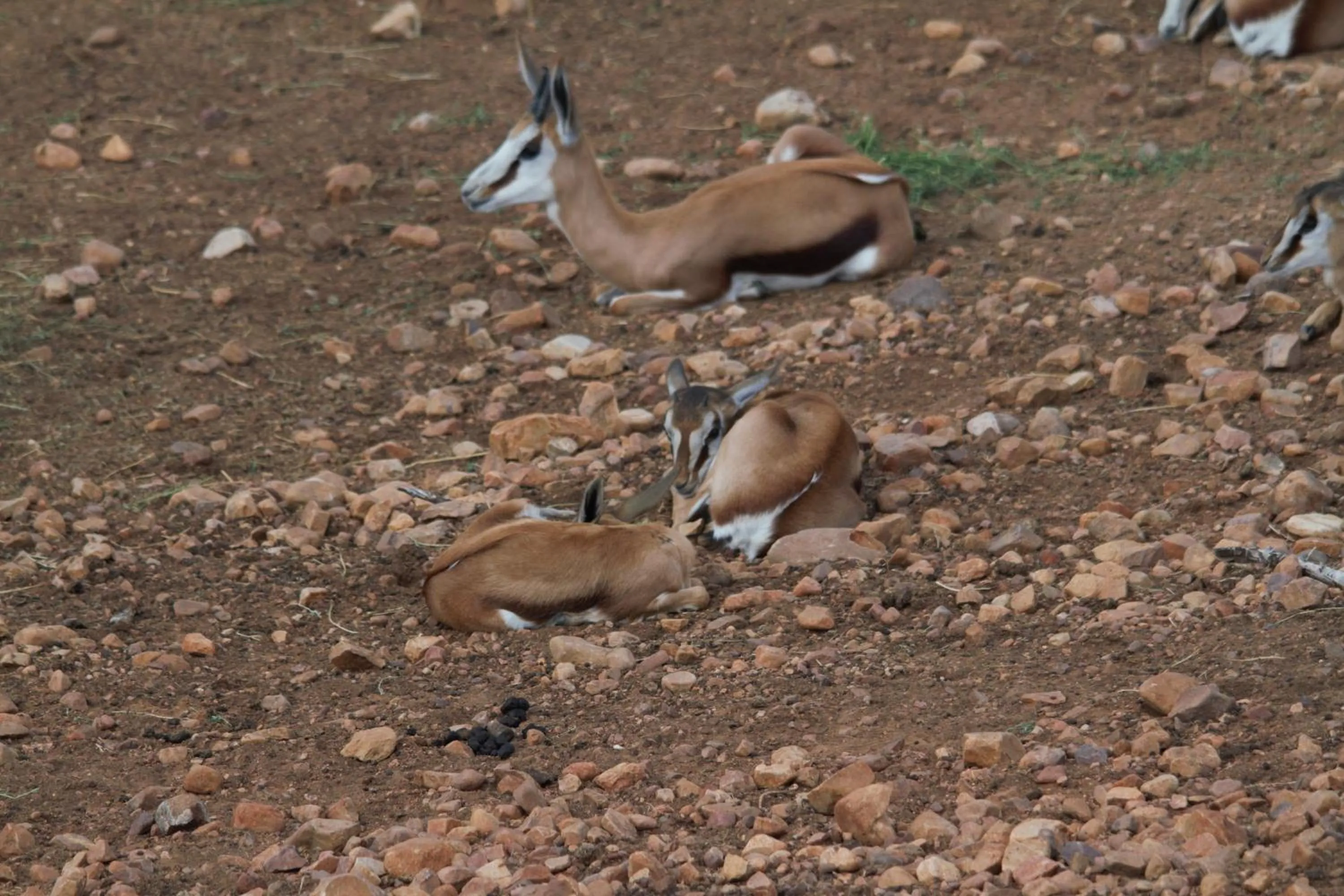Animals in Zwartberg View Mountain Lodge