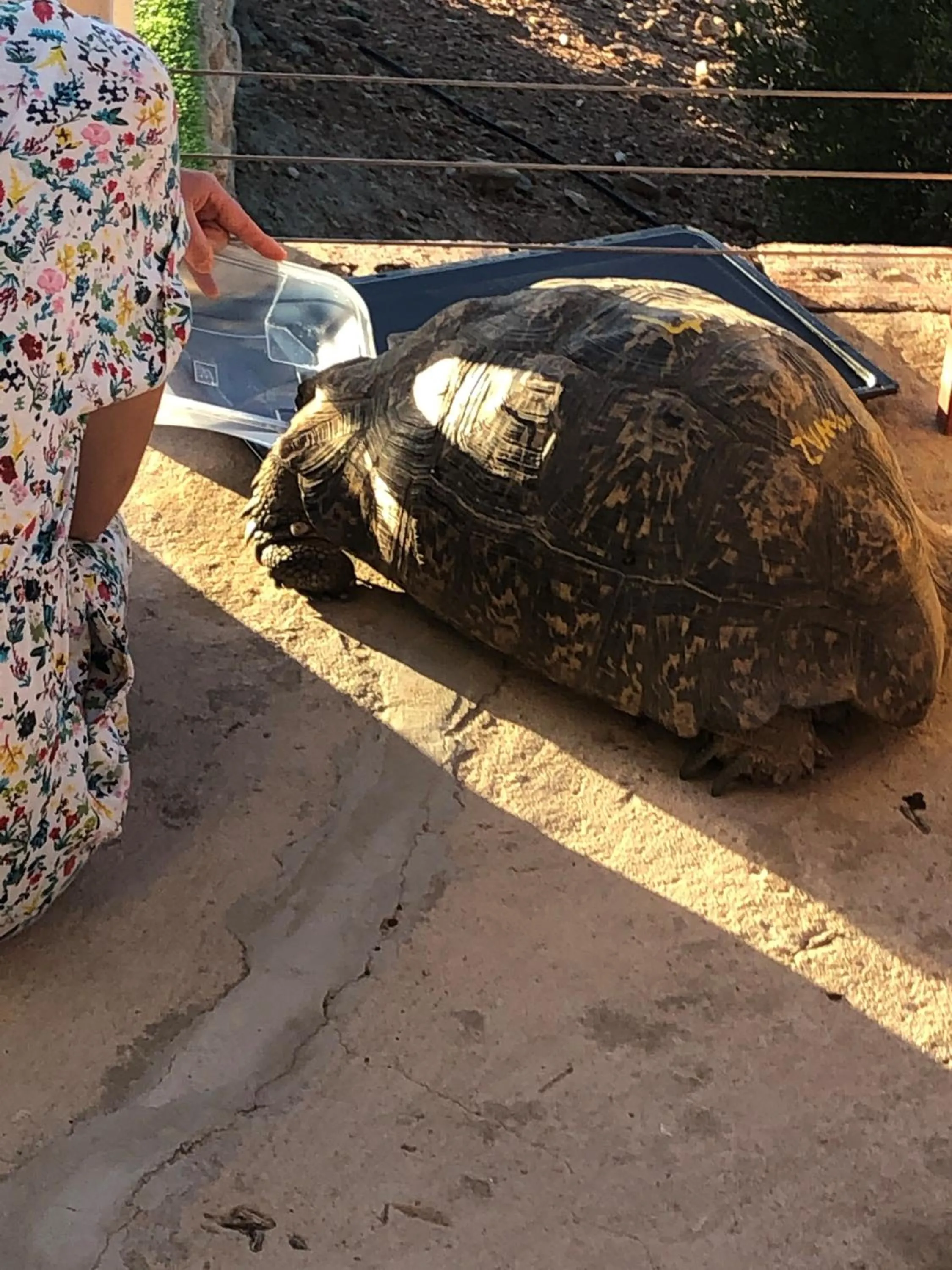 Animals in Zwartberg View Mountain Lodge
