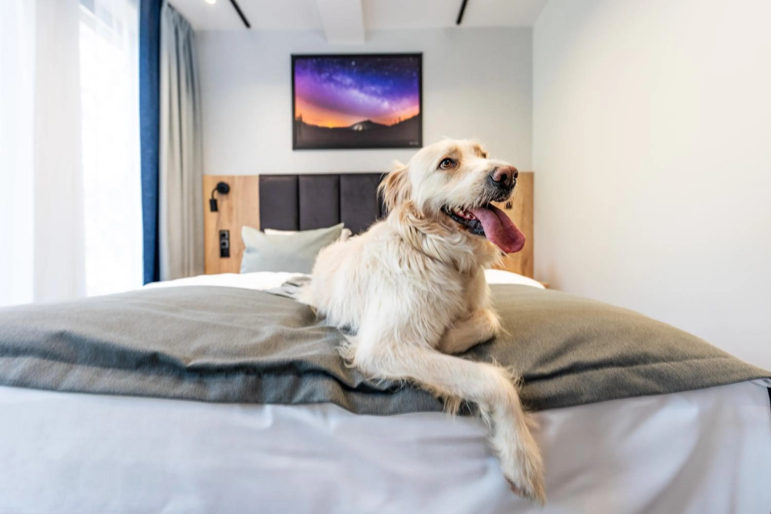 Pets, Bed in Rezydencja AQUA by GRANO
