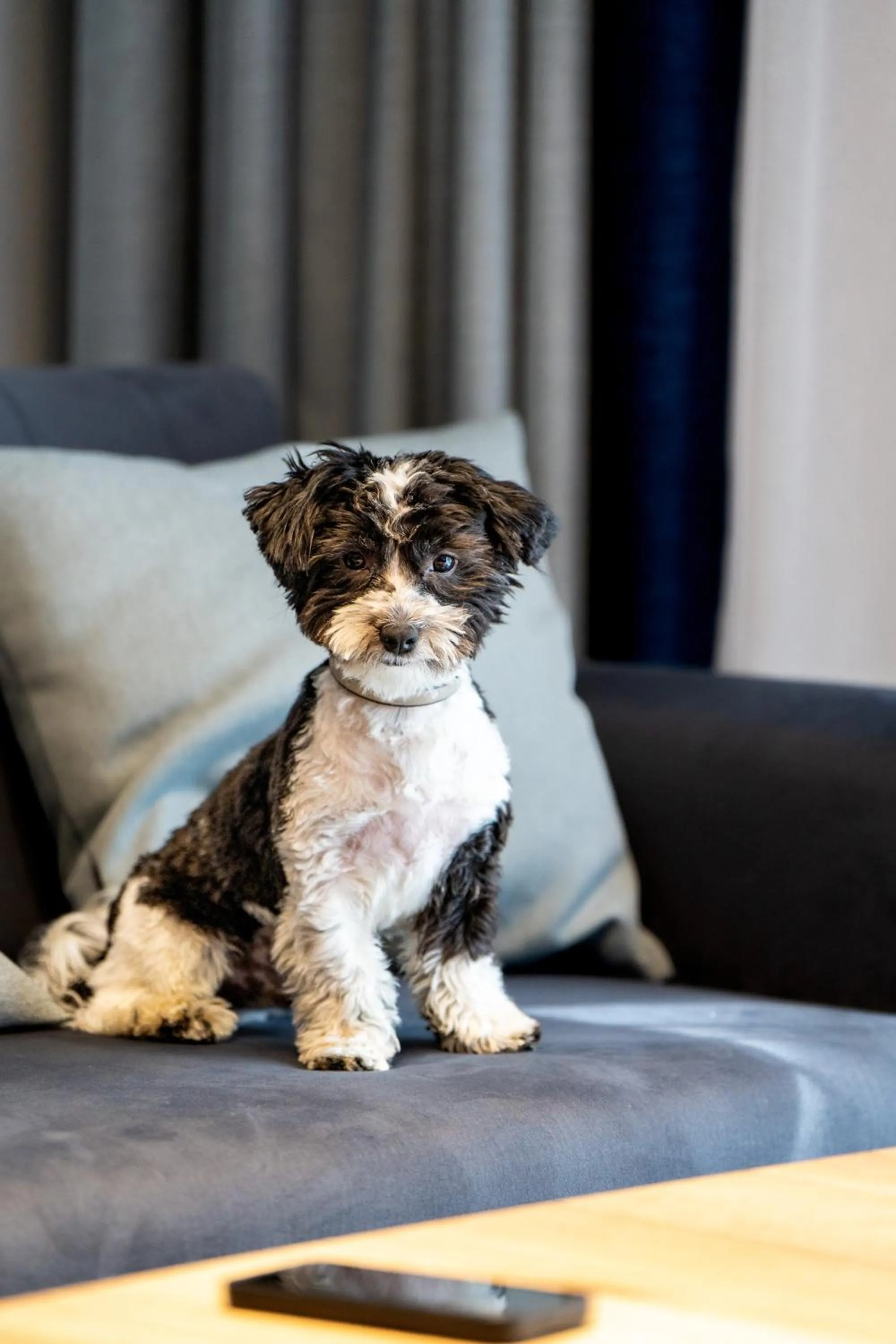 Pets in Rezydencja AQUA by GRANO