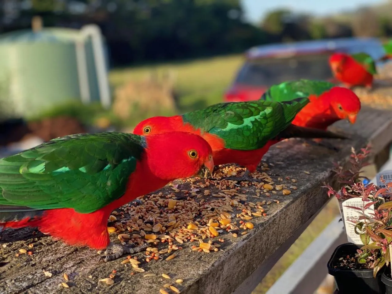 Animals in Seacroft Estate