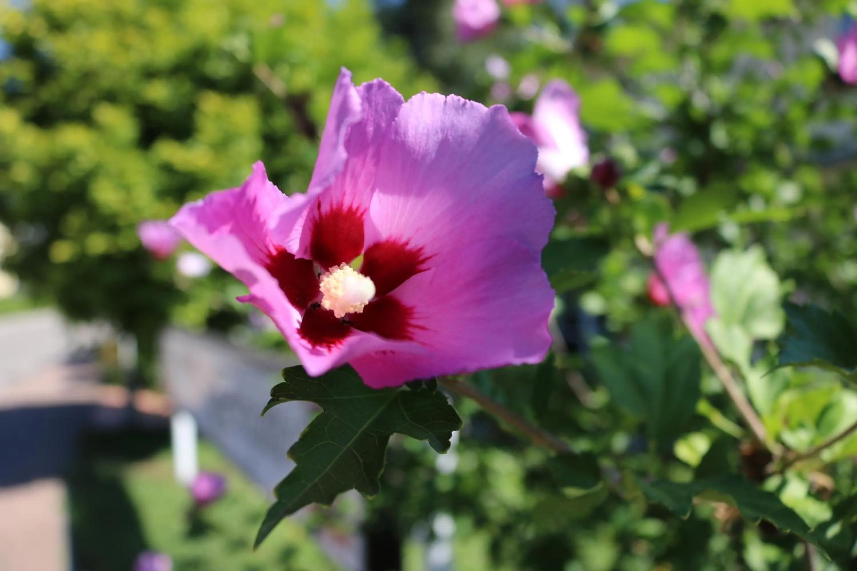 Garden in Hotel Brigitte